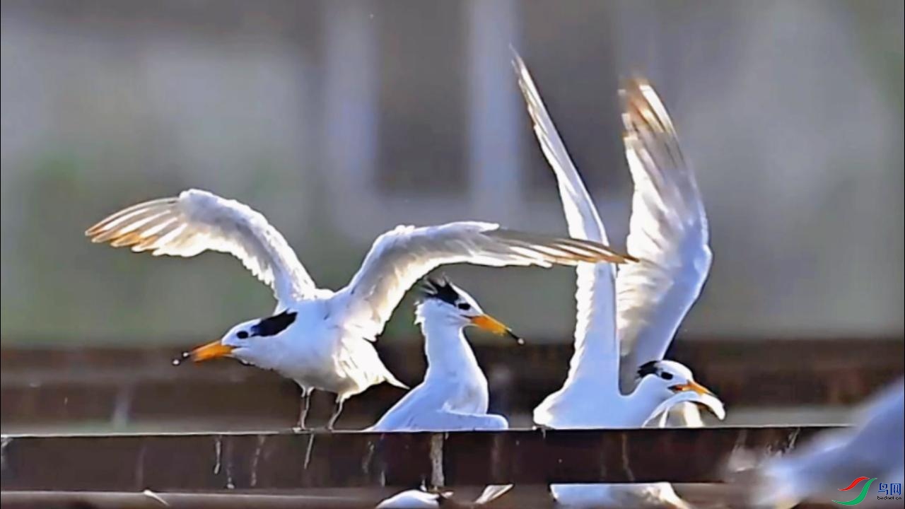 �л���ͷ��Ÿ