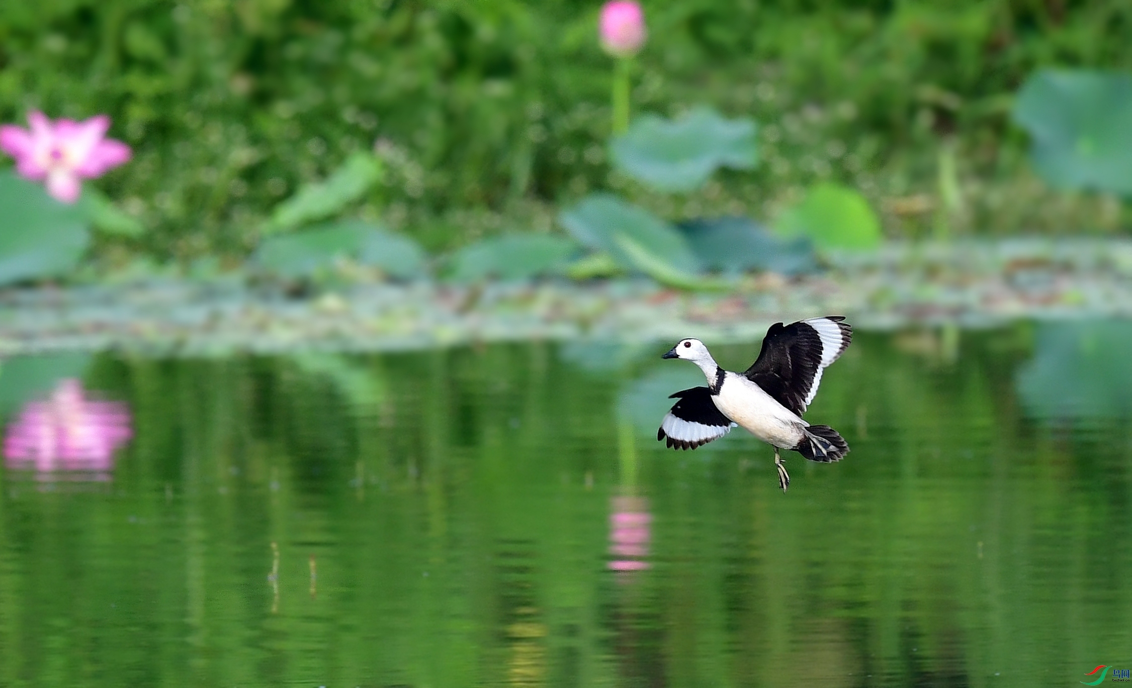 DSC_3987_conew8.jpg