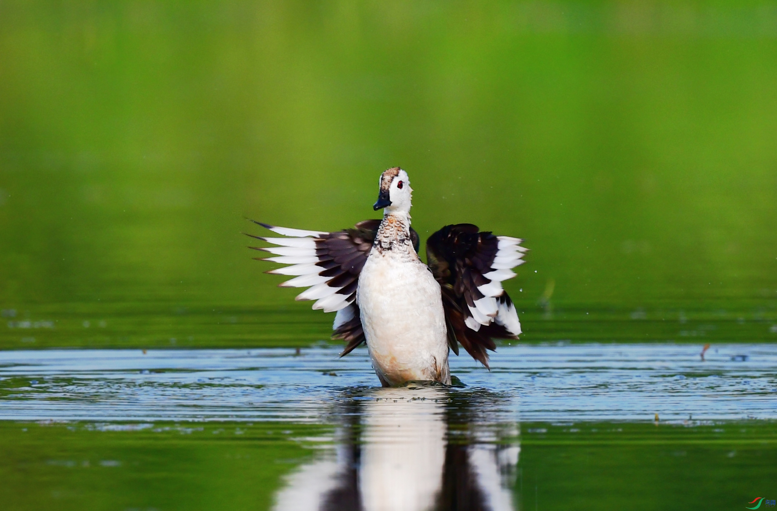 DSC_4443_conew4.jpg