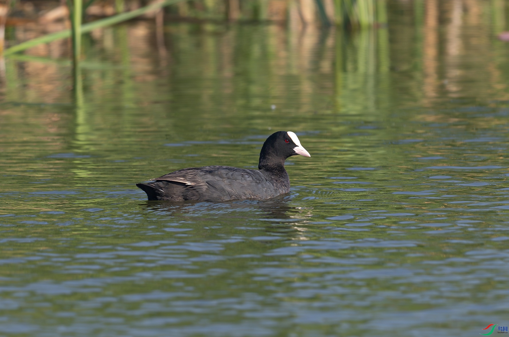 _DSC8665f.jpg
