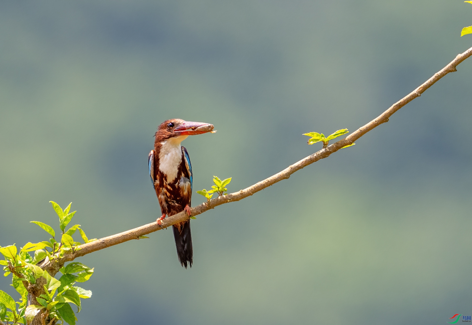 DSC_4590-1.jpg