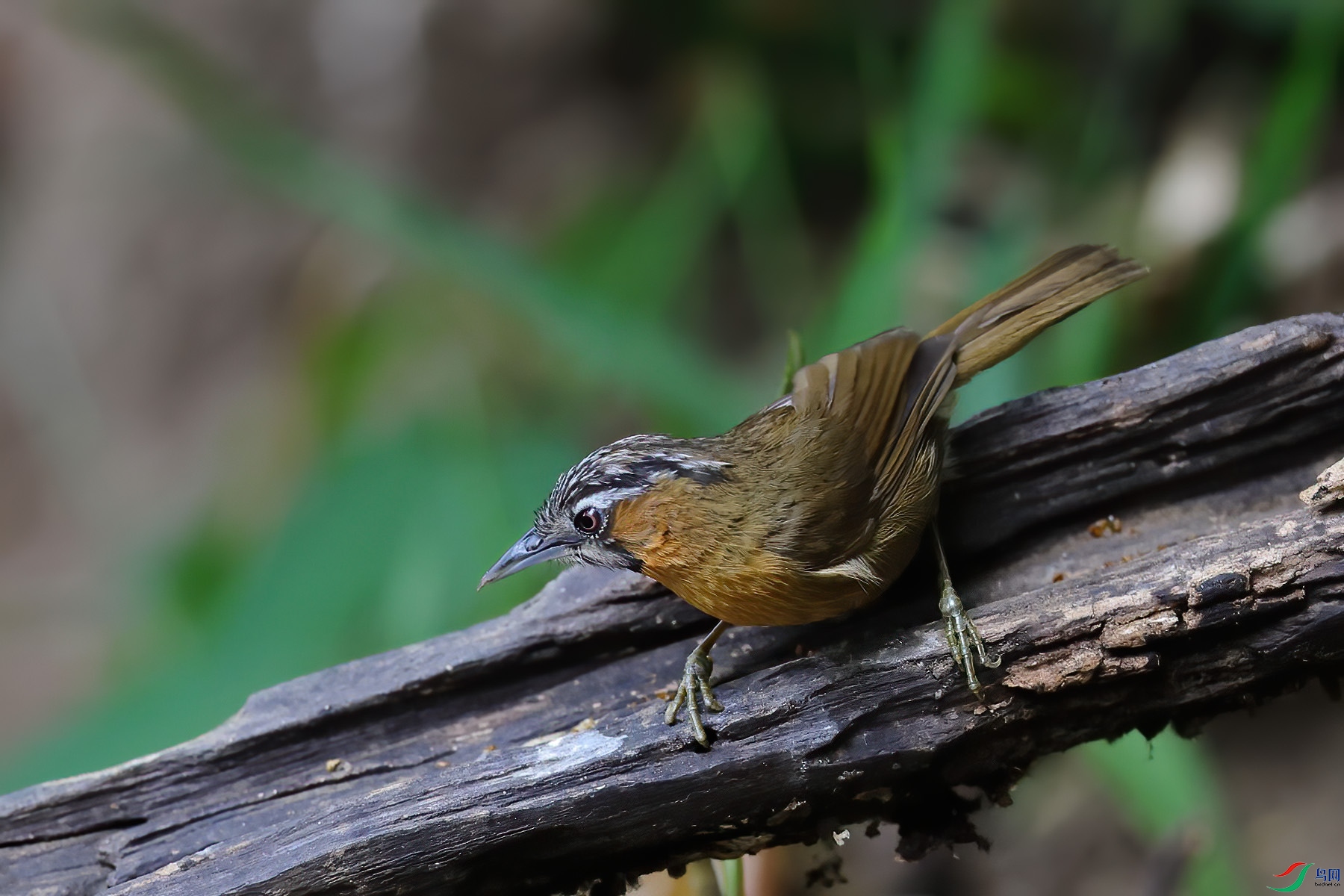 ��ͷ����