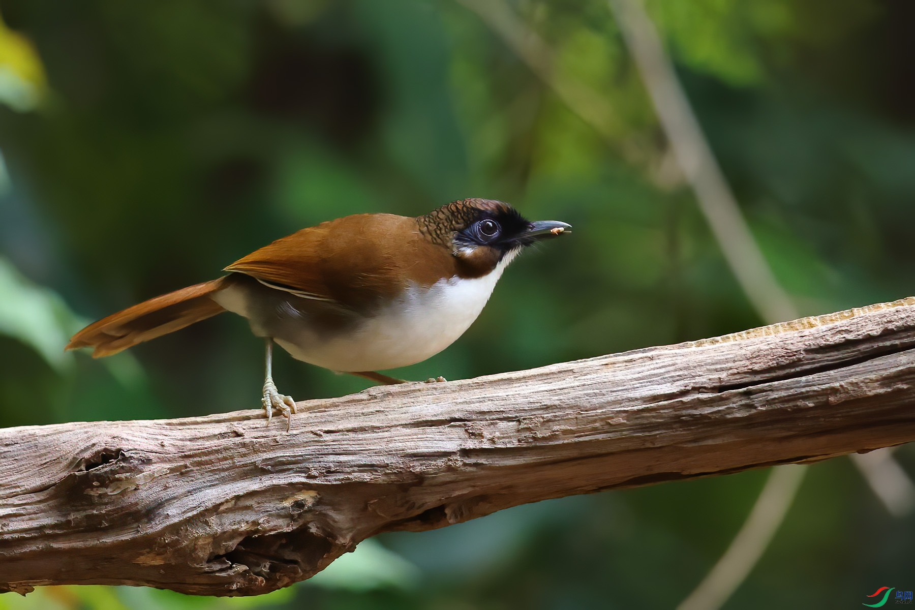 ��в����