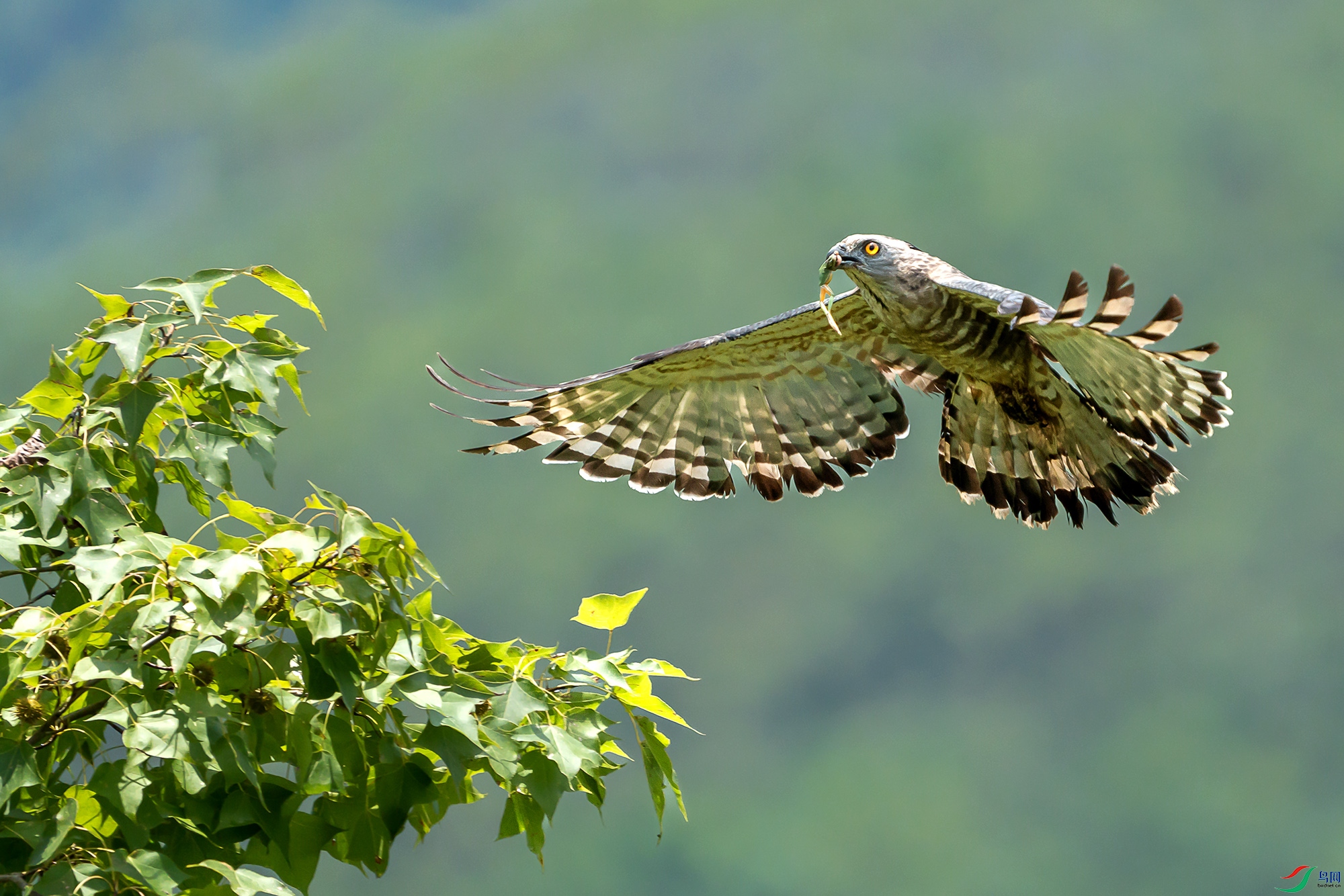 DSC07010 ����111.jpg