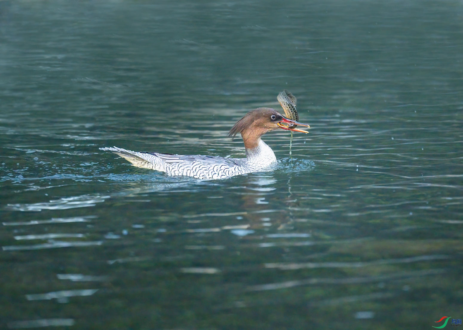 DSC_8442.jpg