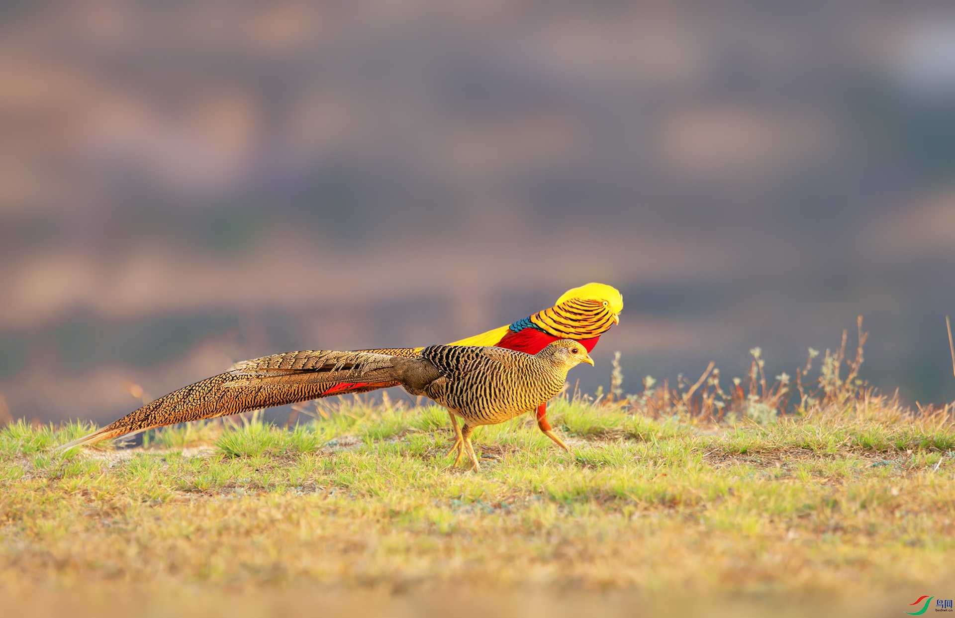 DSC_2587-1.jpg