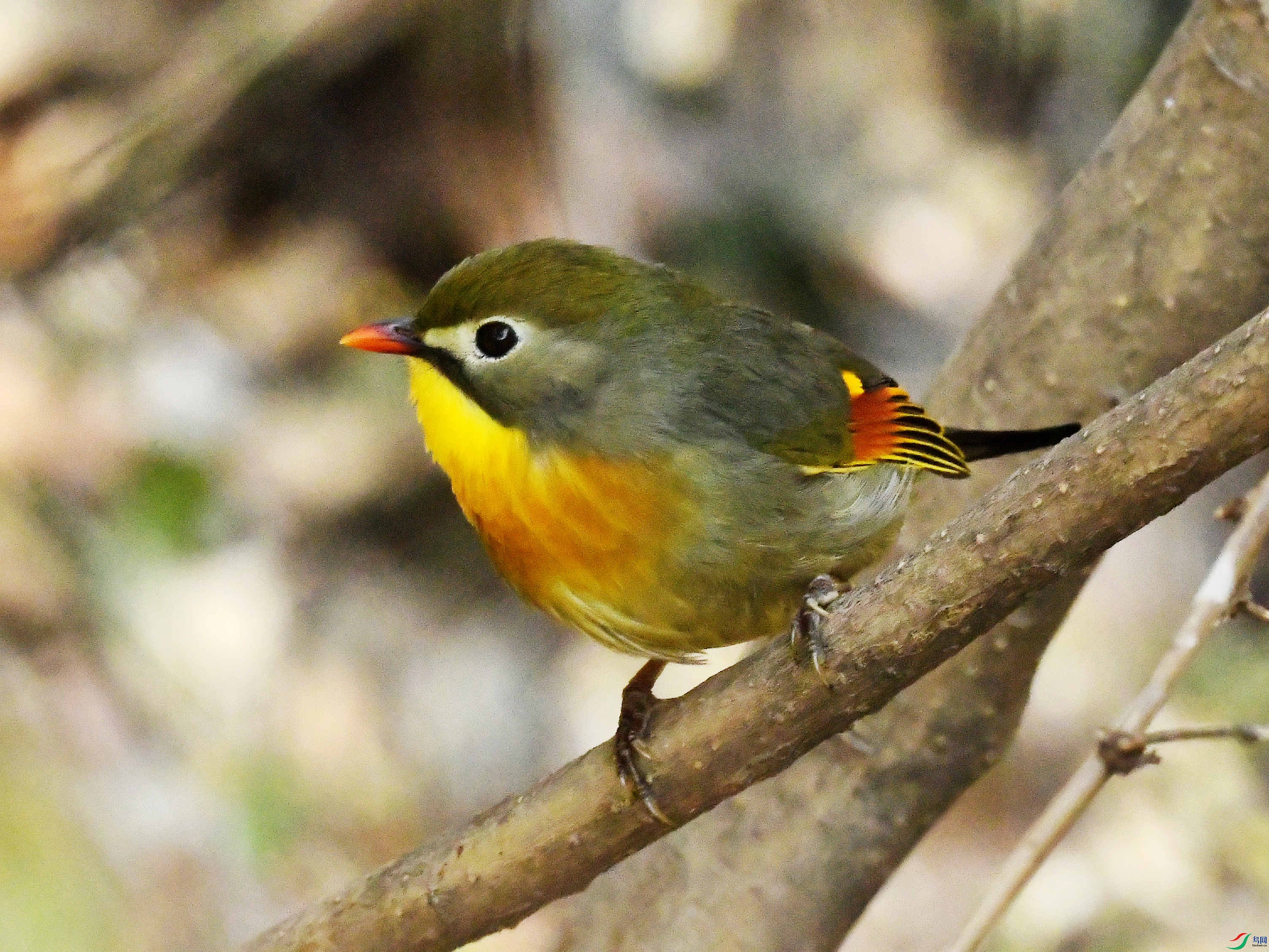 ������˼��