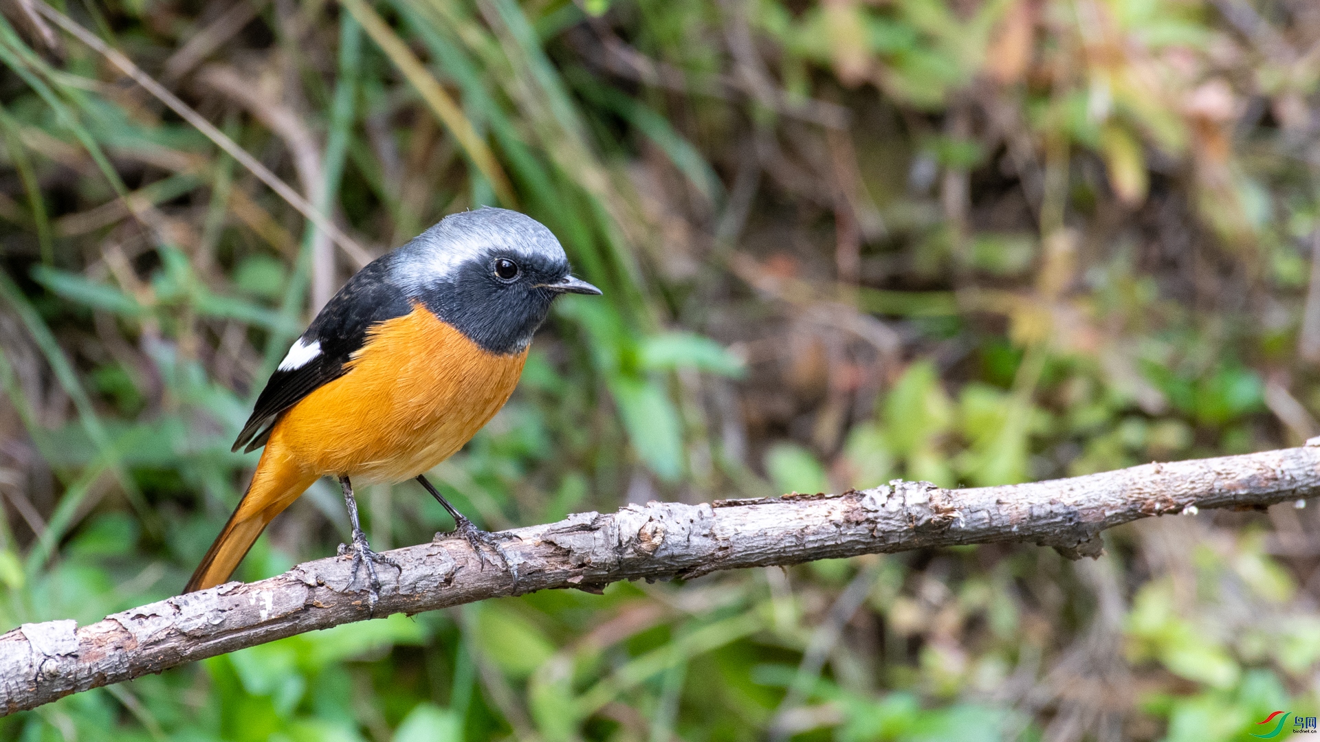 DSC_2532.jpg
