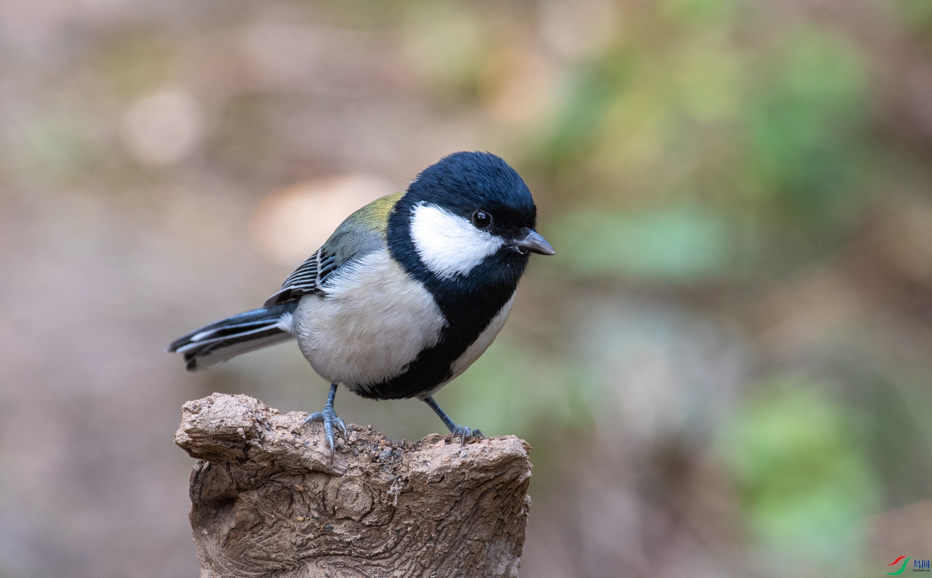DSC_2590_1.jpg