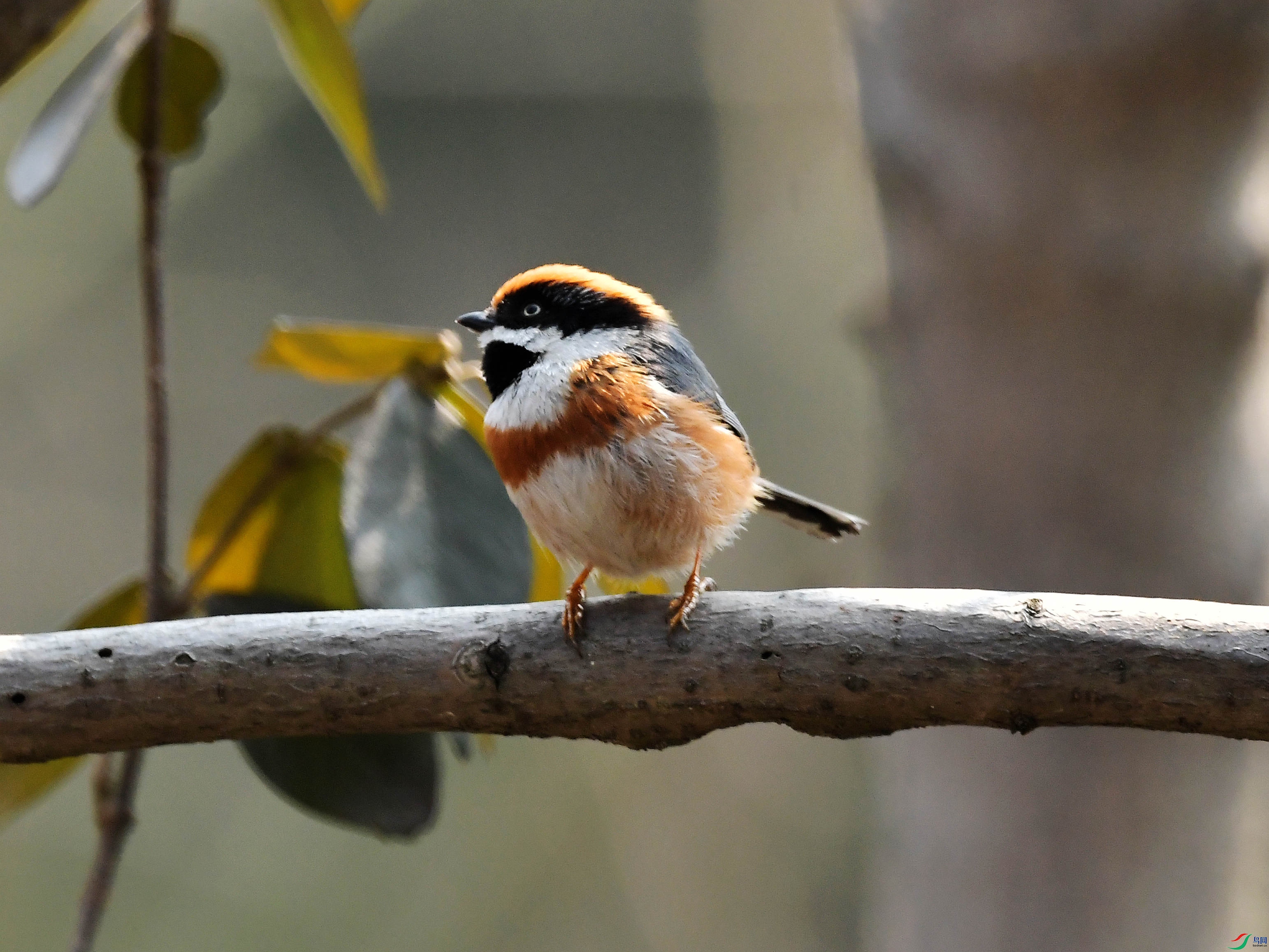 ��ͷ��βɽȸ