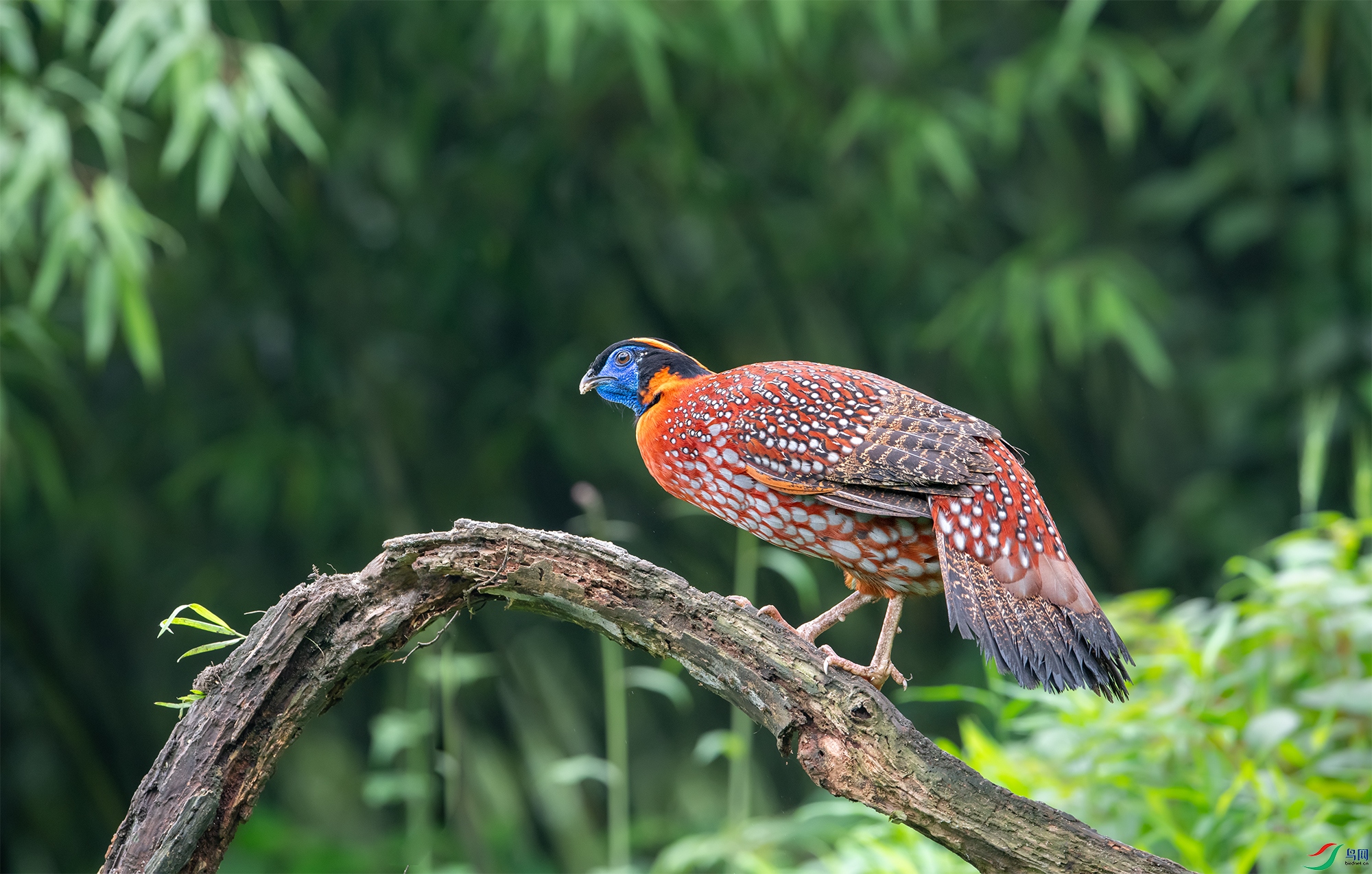DSC_6458-11.jpg