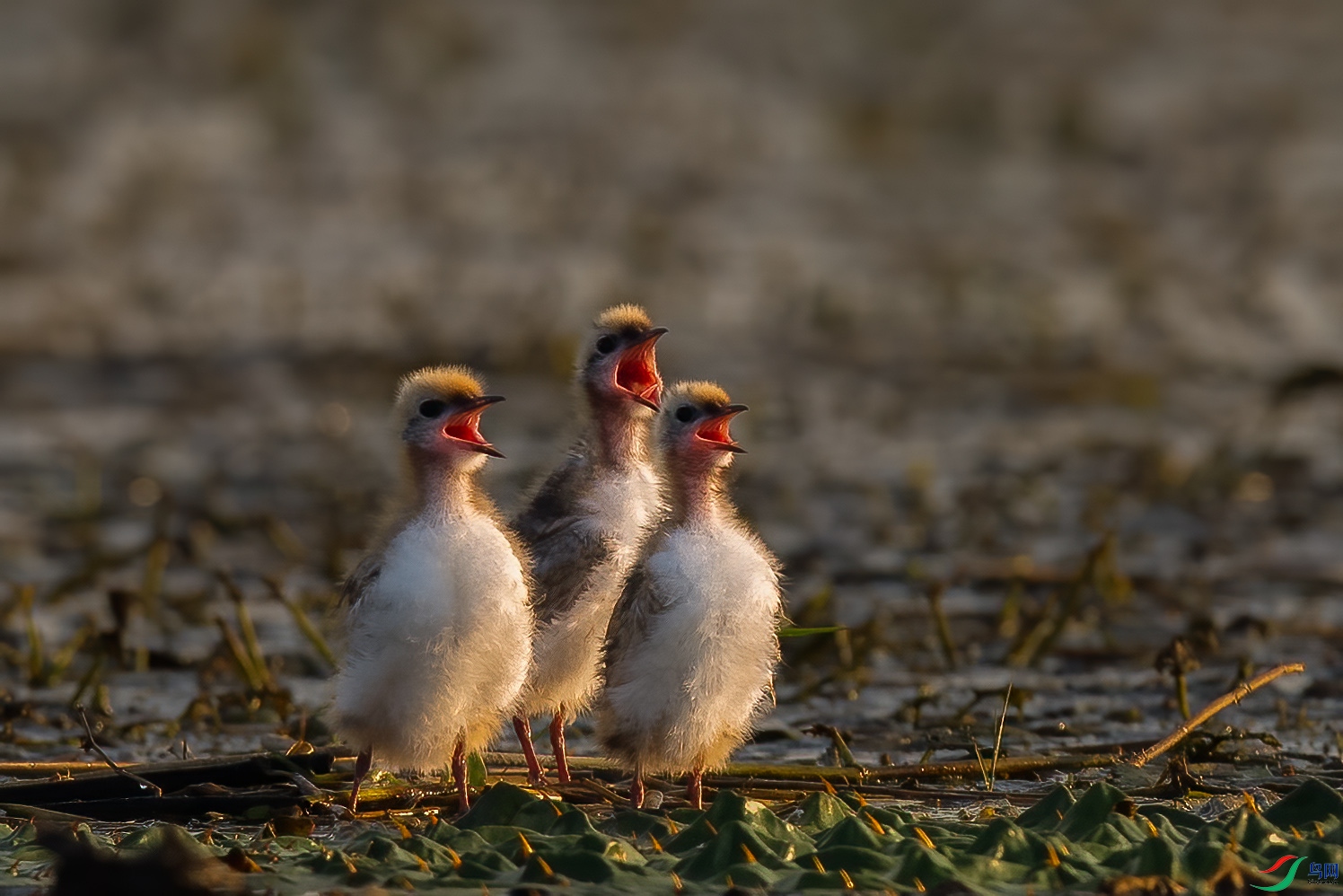 DSC_9568 ����.jpg