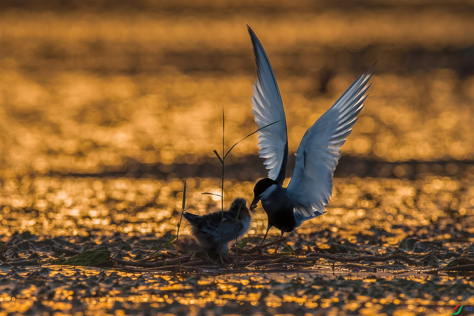 DSC_9595 ����.jpg