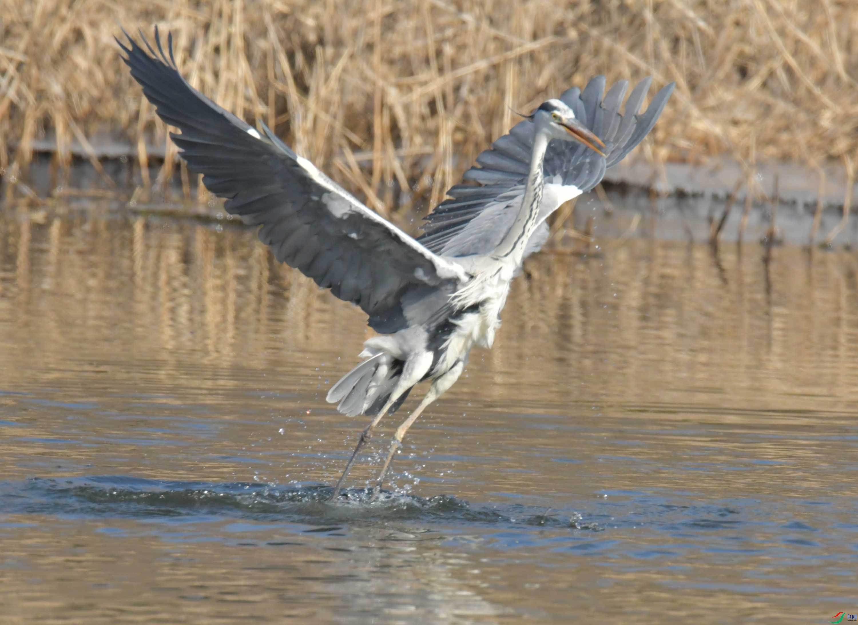 DSC_2795.JPG