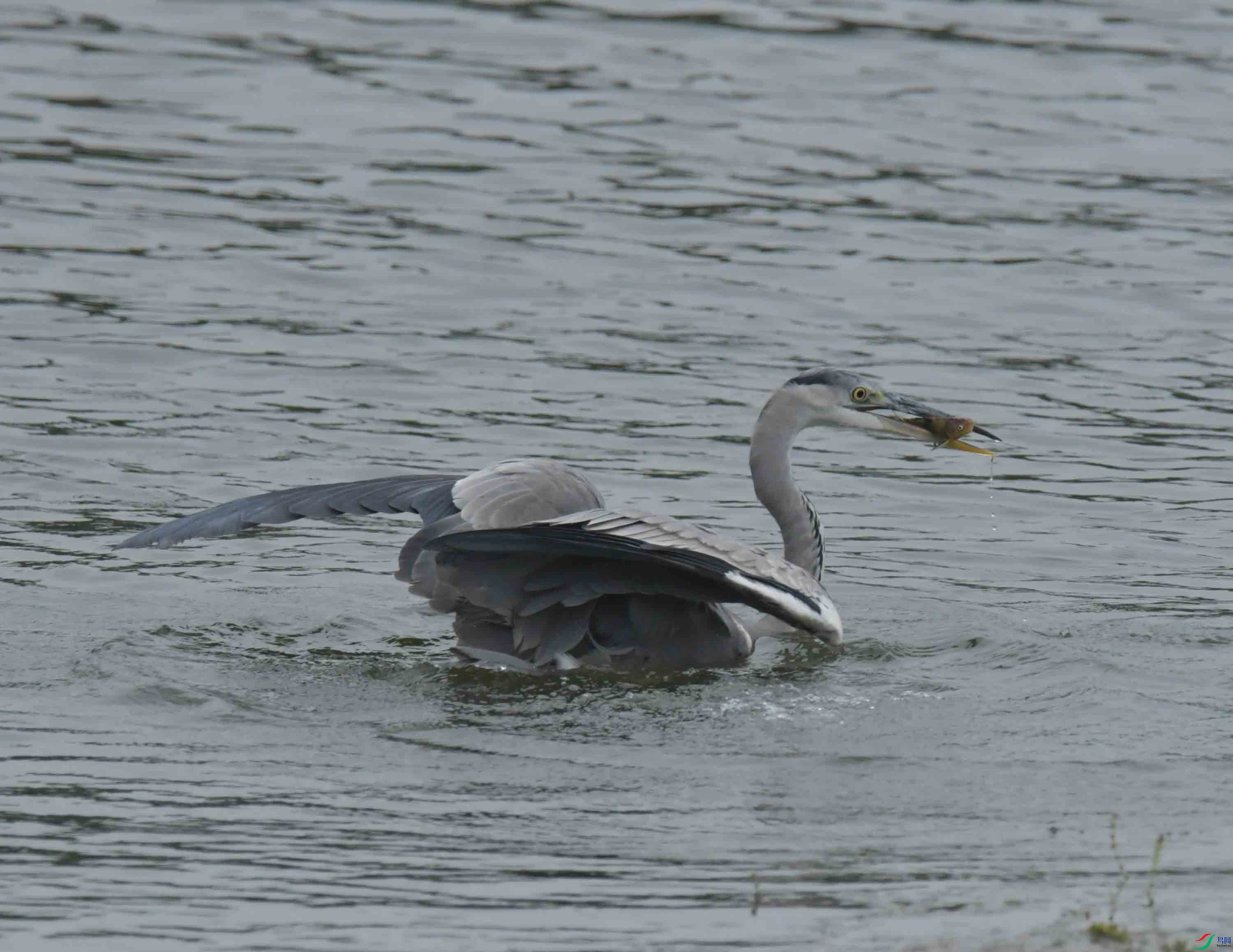 DSC_2943.JPG