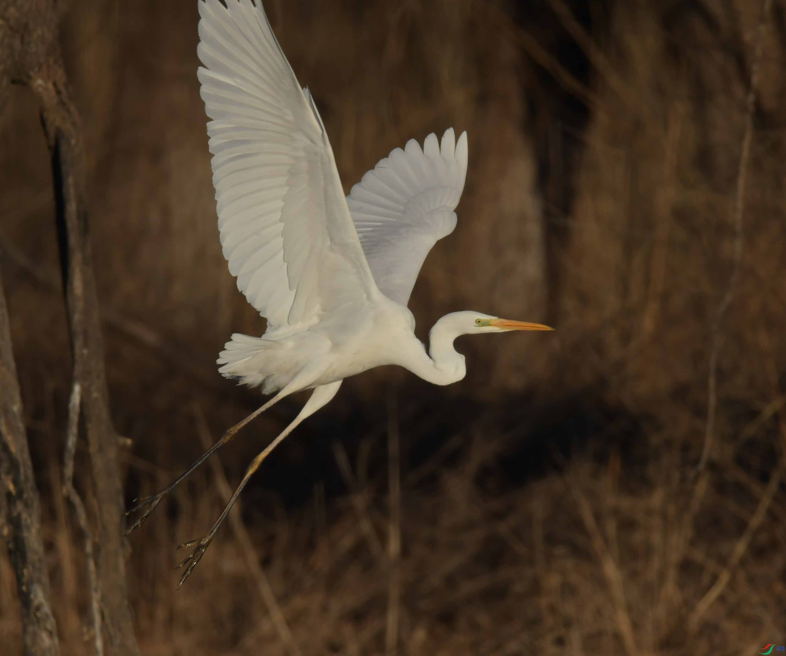 DSC_2932.JPG