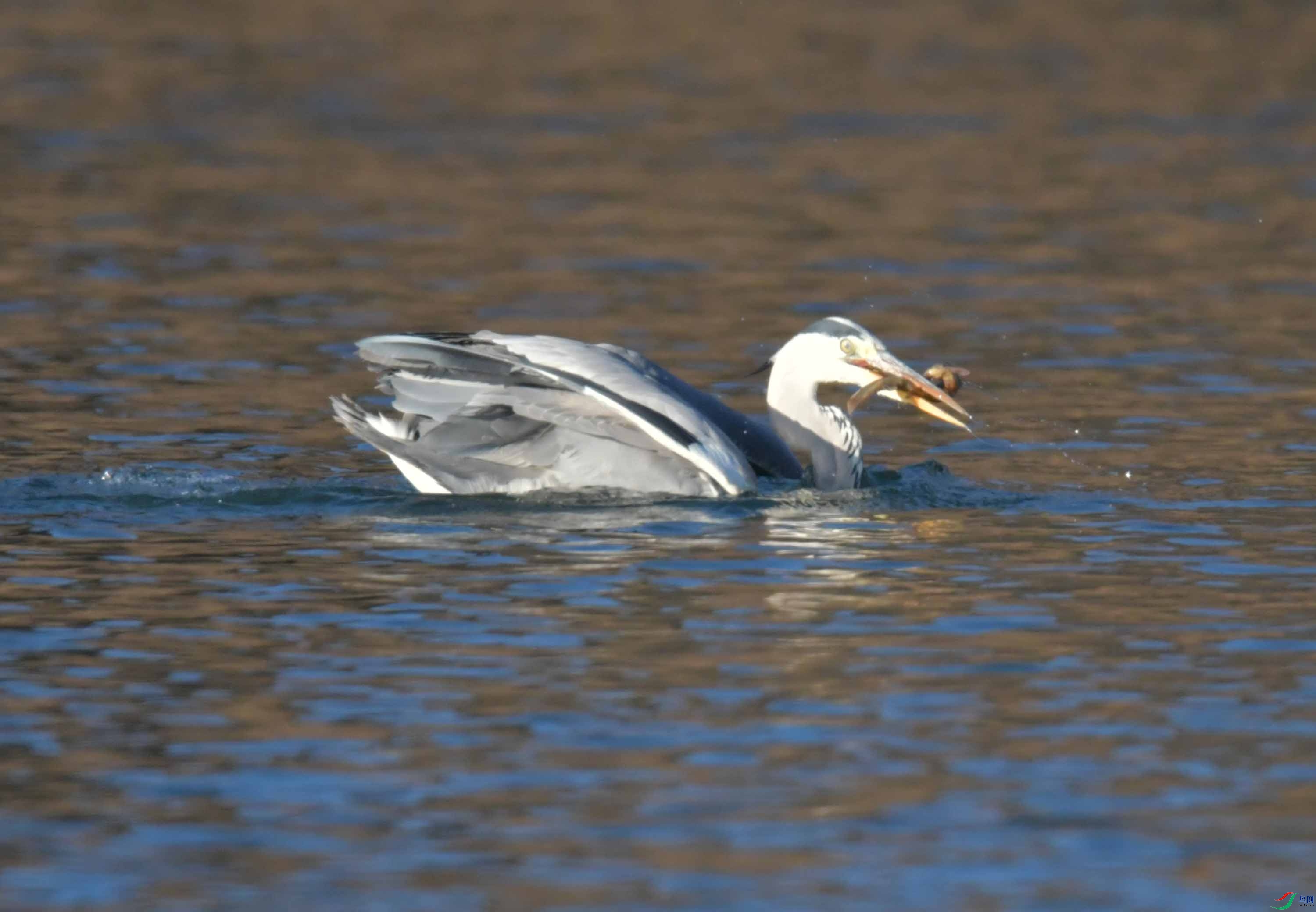 DSC_2968.JPG