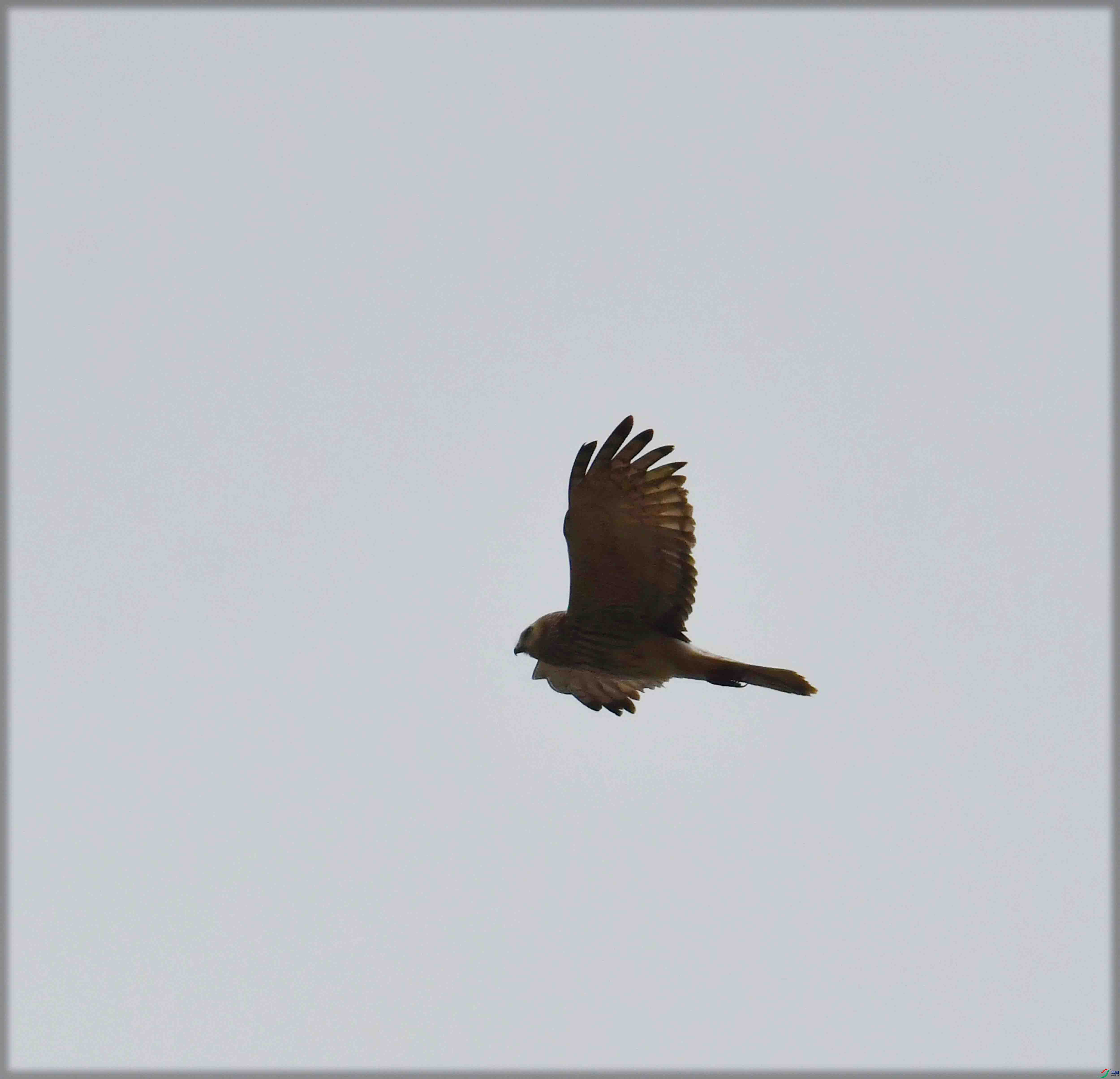 DSC_9950.JPG