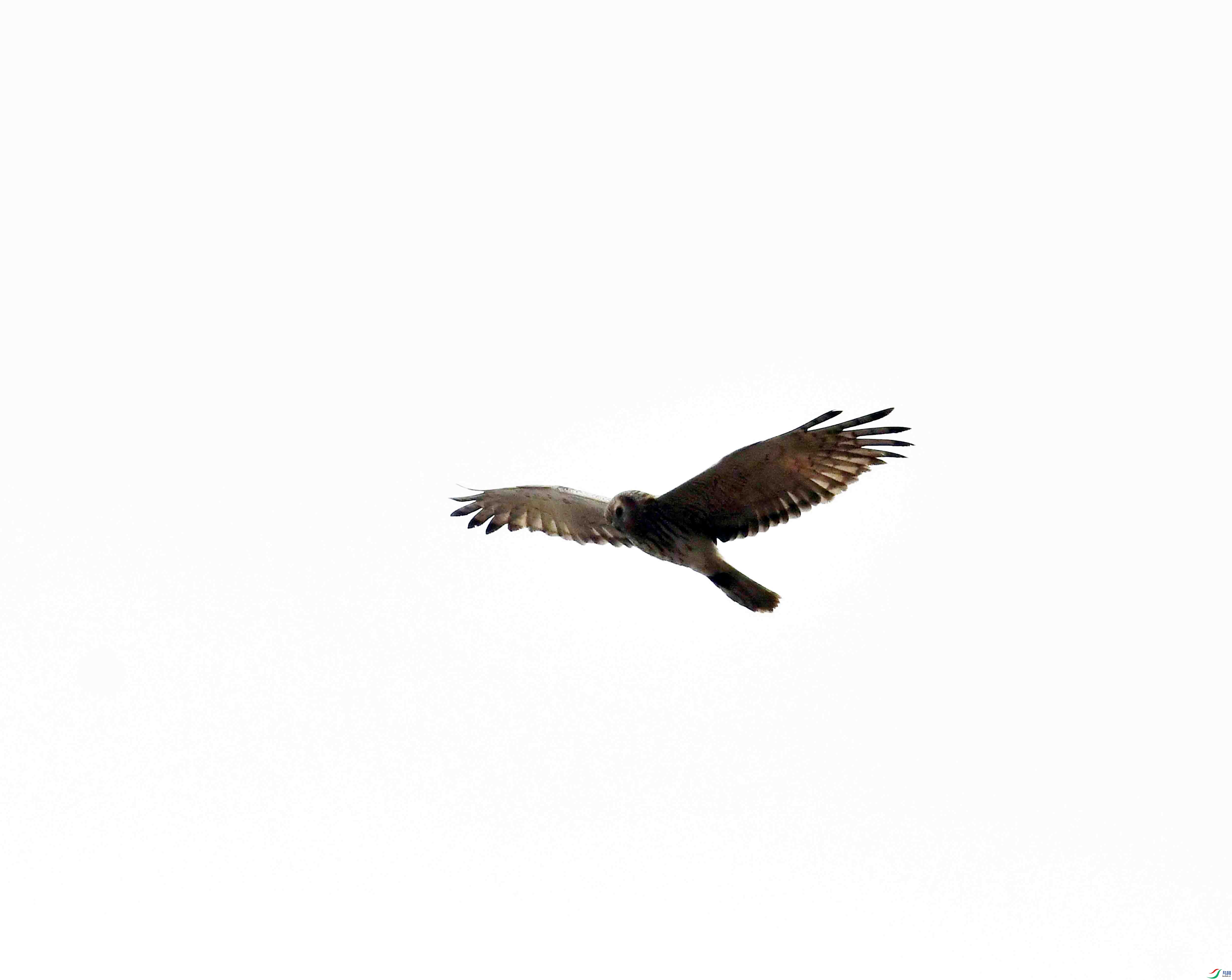 DSC_9952.JPG
