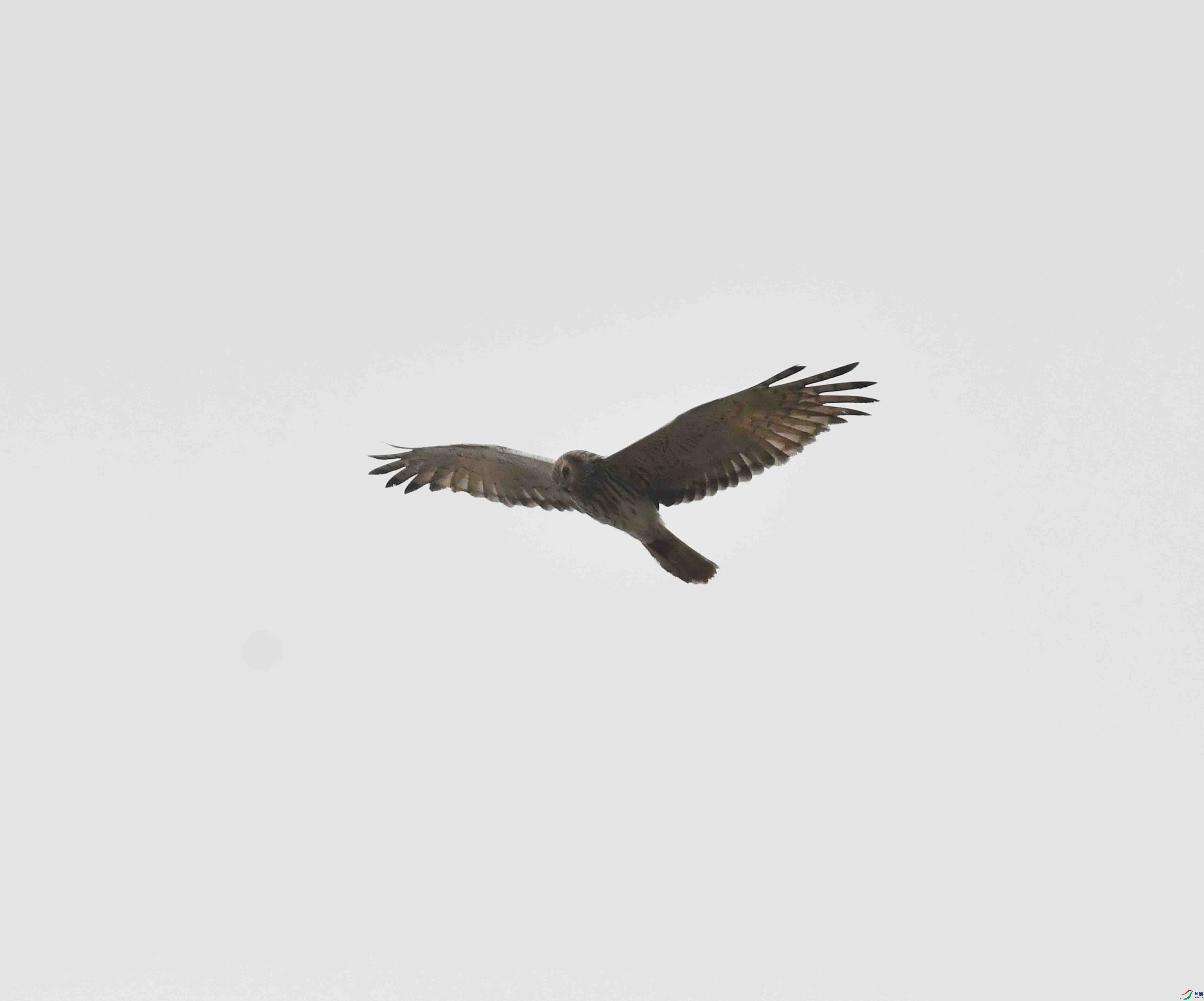 DSC_9953.JPG