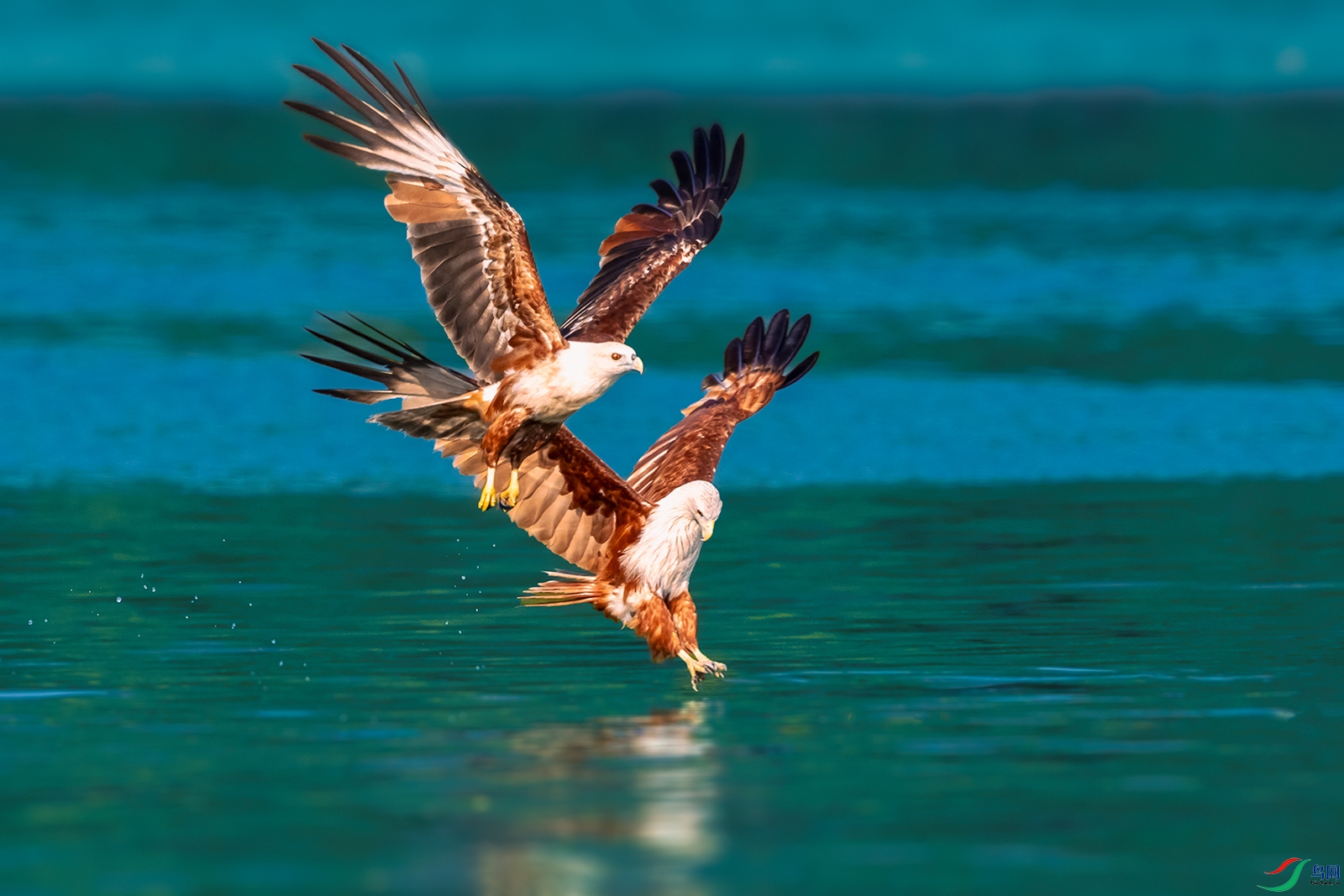 ���----˫�G������ʳæ