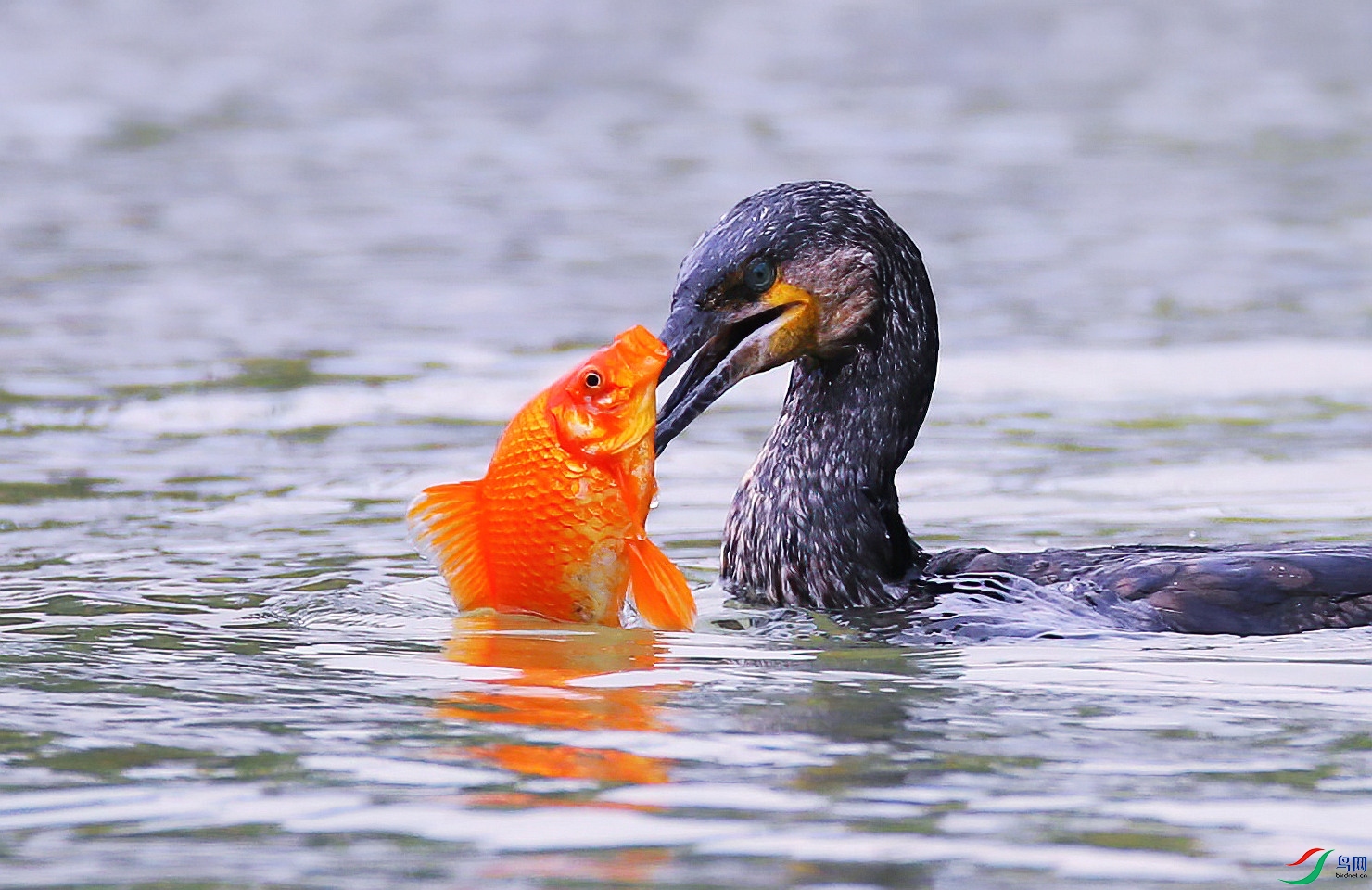 AC4I2564_����-DeNoiseAI-denoise (1).jpg