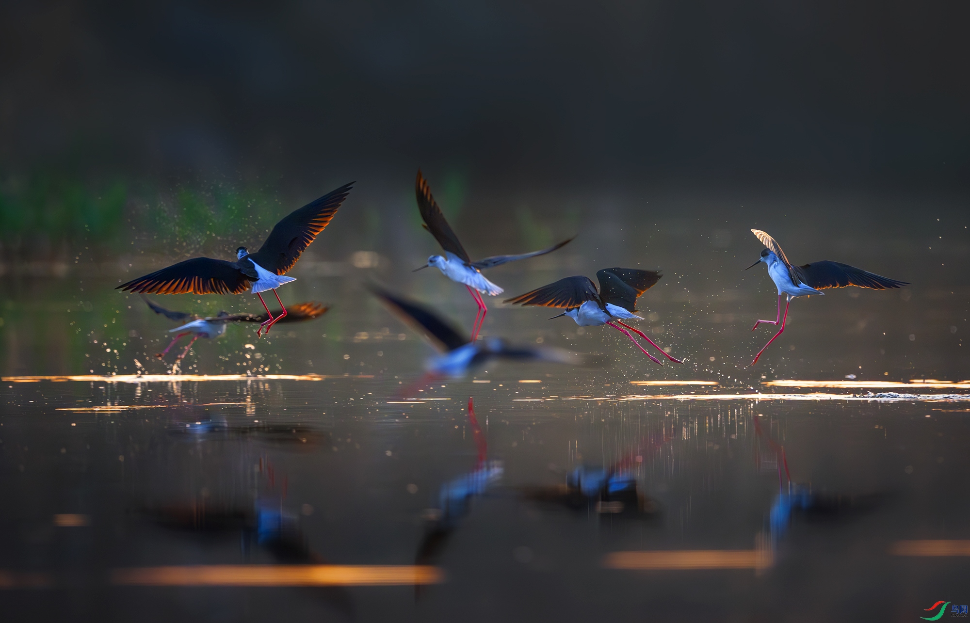 _LXB3332-����ǿ-NR.jpg