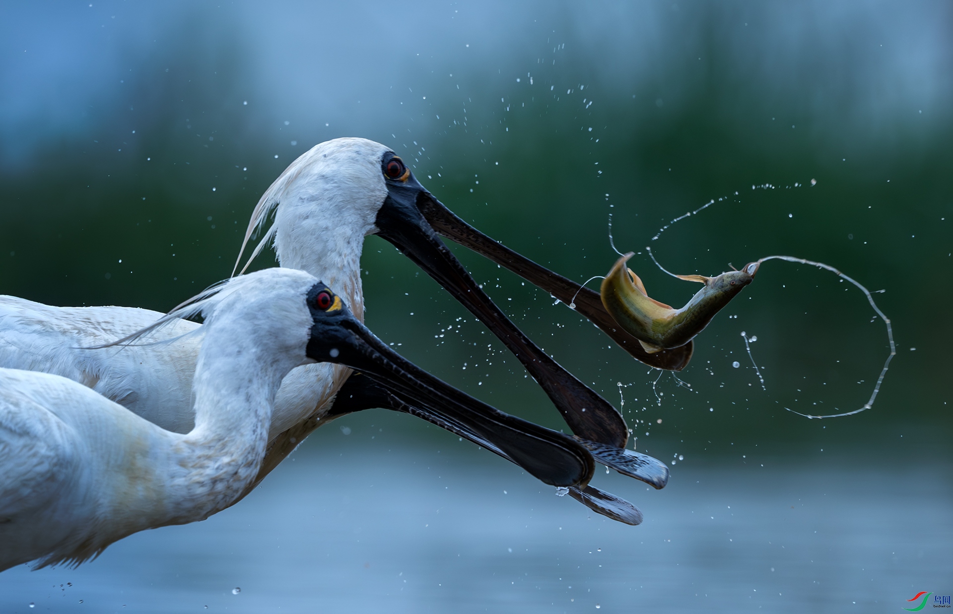 ��ʳ������
