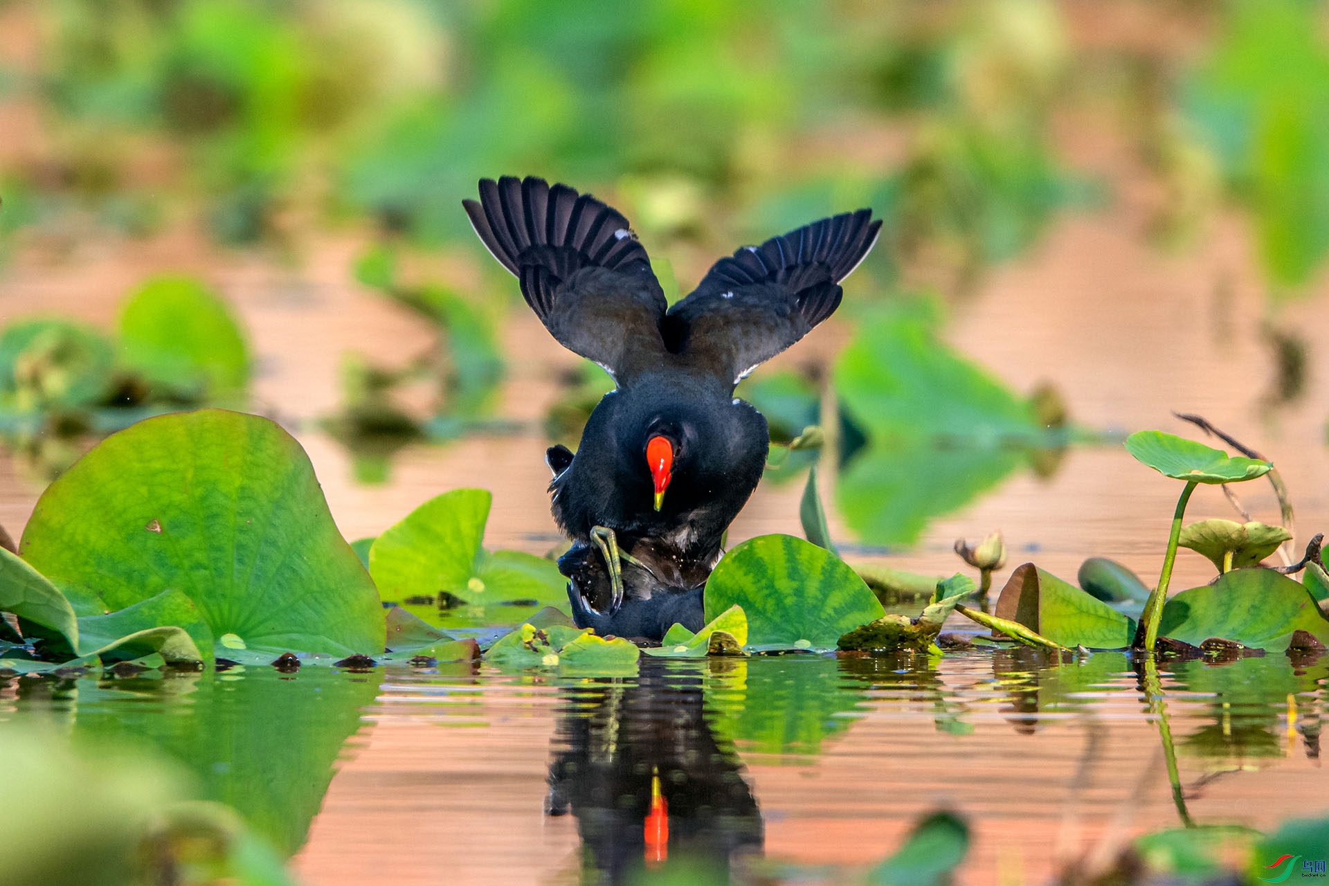 _AUU3516��ˮ��(24.5.7).jpg