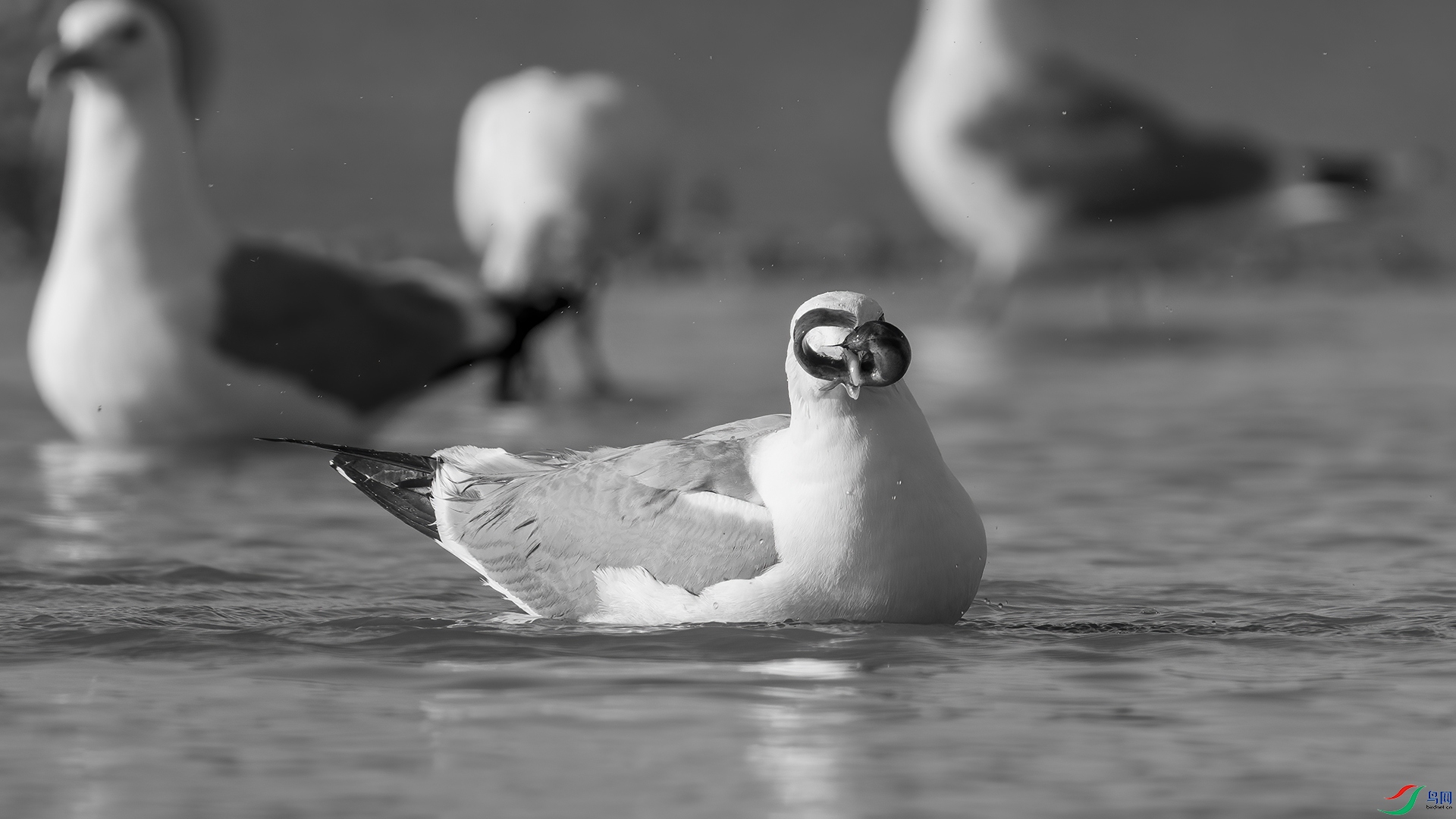 DSC01558 ����.jpg