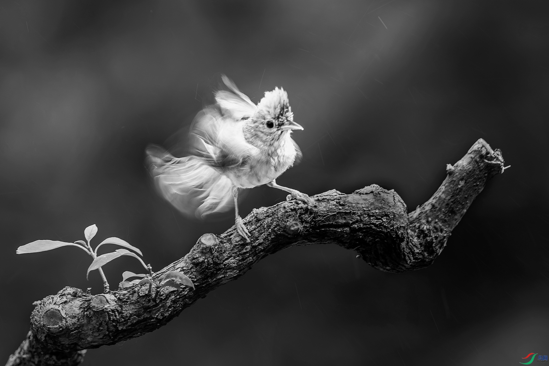 1_XXL7399-����ǿ-NR ���� 2 2 ����.jpeg