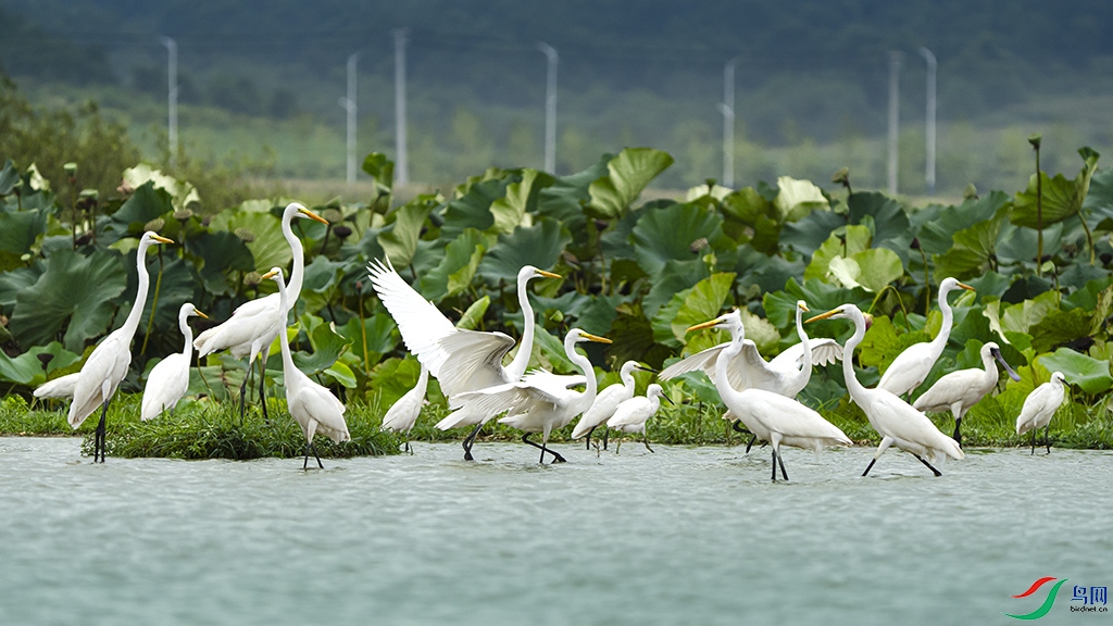 ���а��������