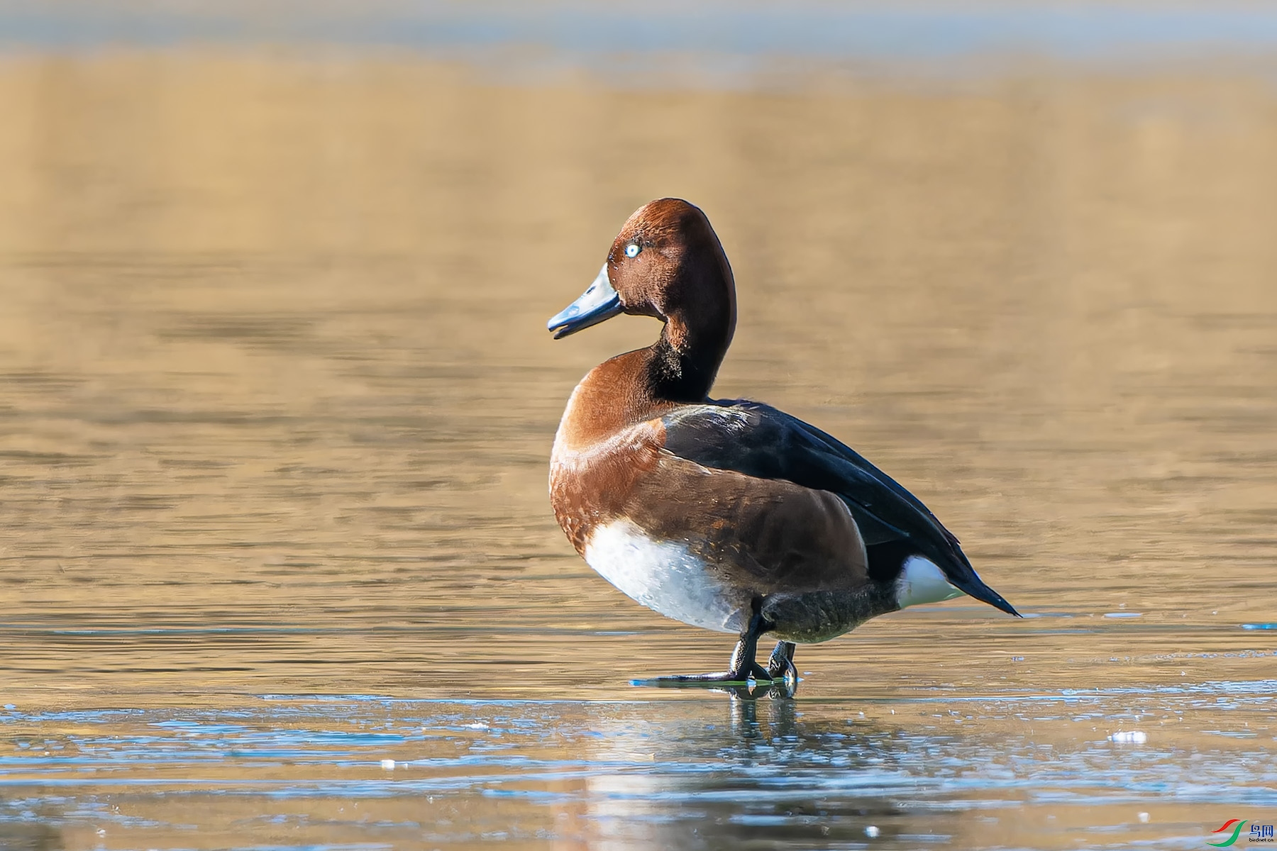 ����5 ����.jpg