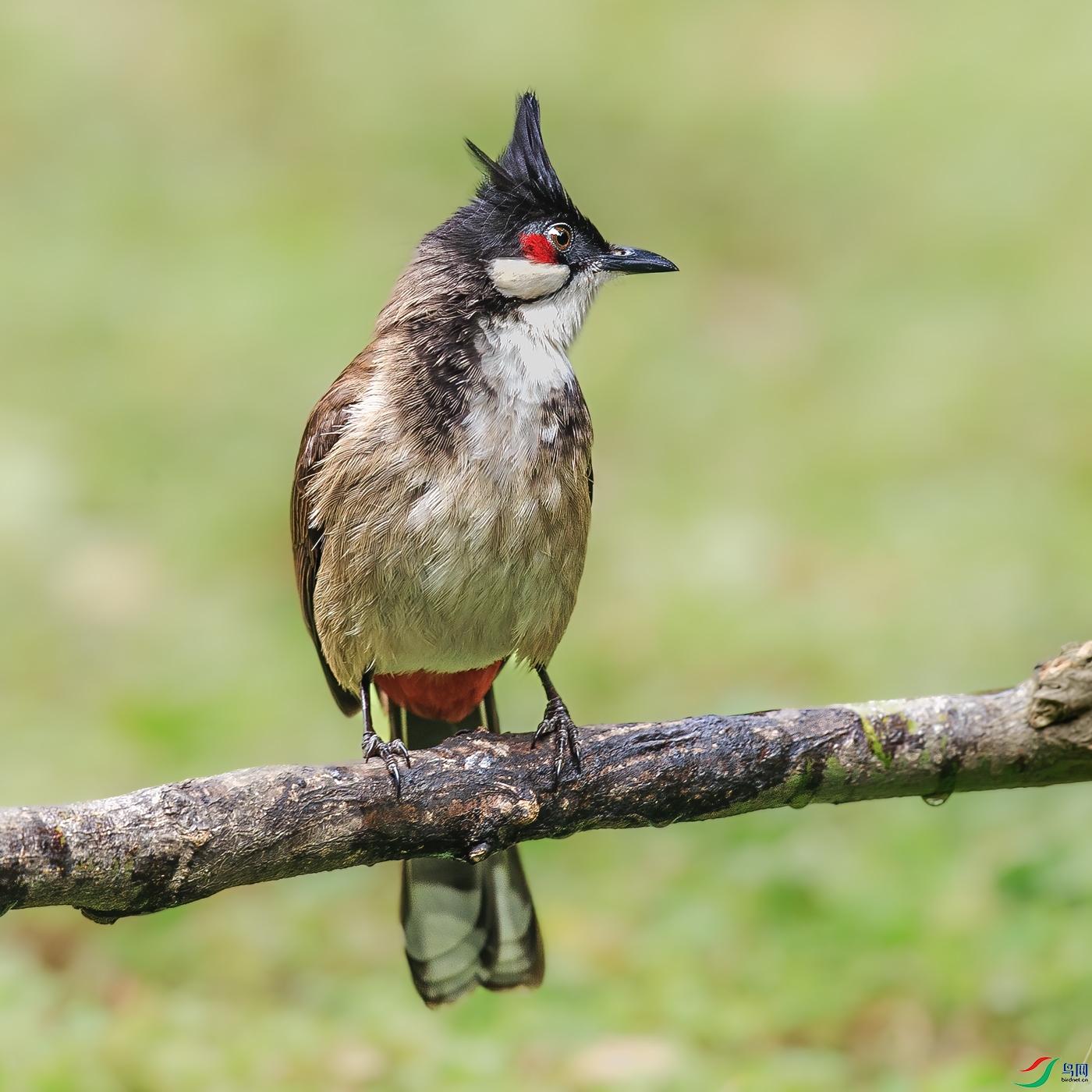 �����BJ1R0498.jpg
