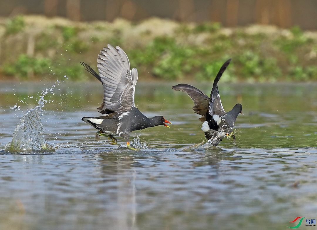 AN5W3990a4.jpg