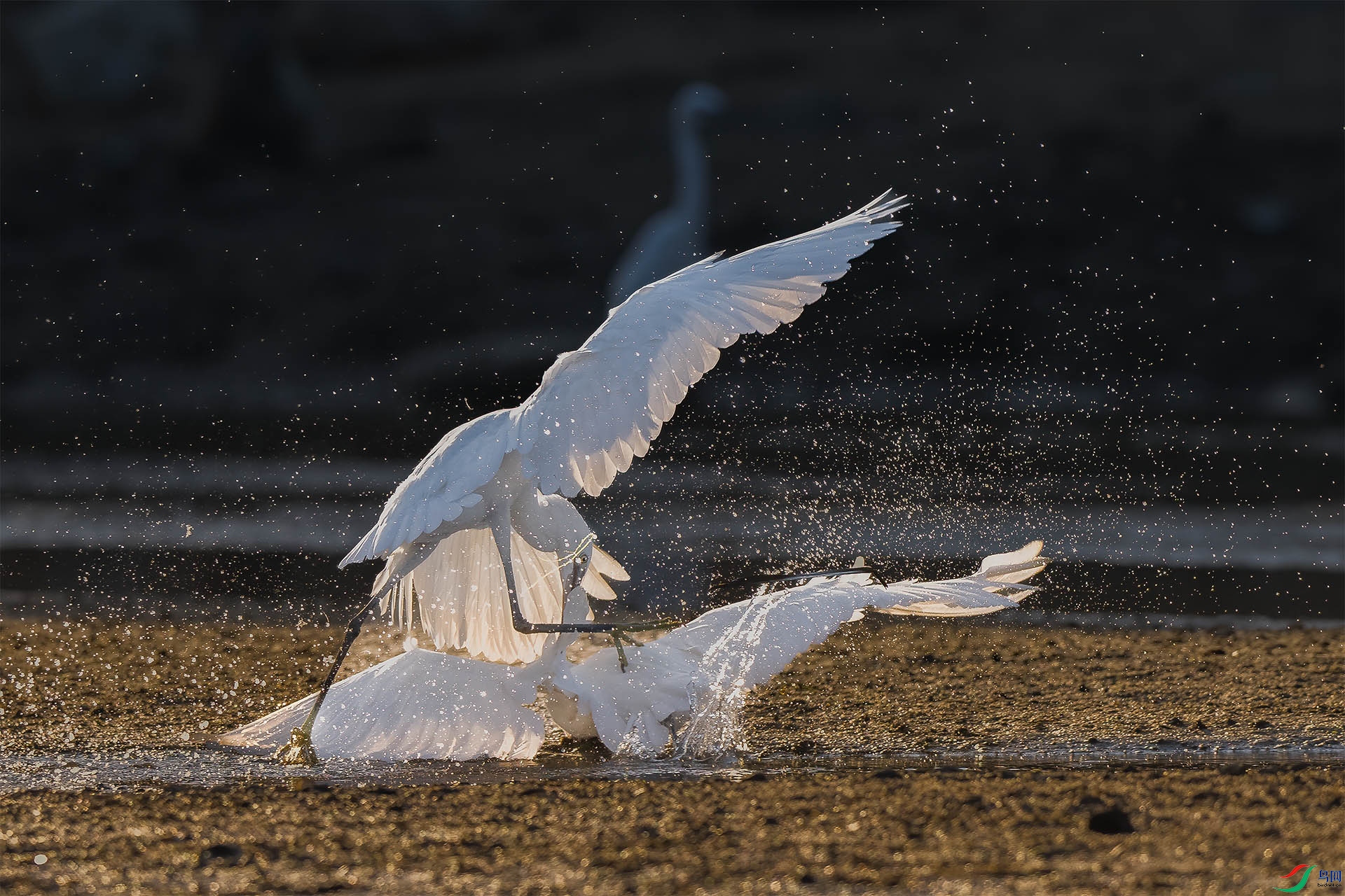 DSC_2049 ����.jpg