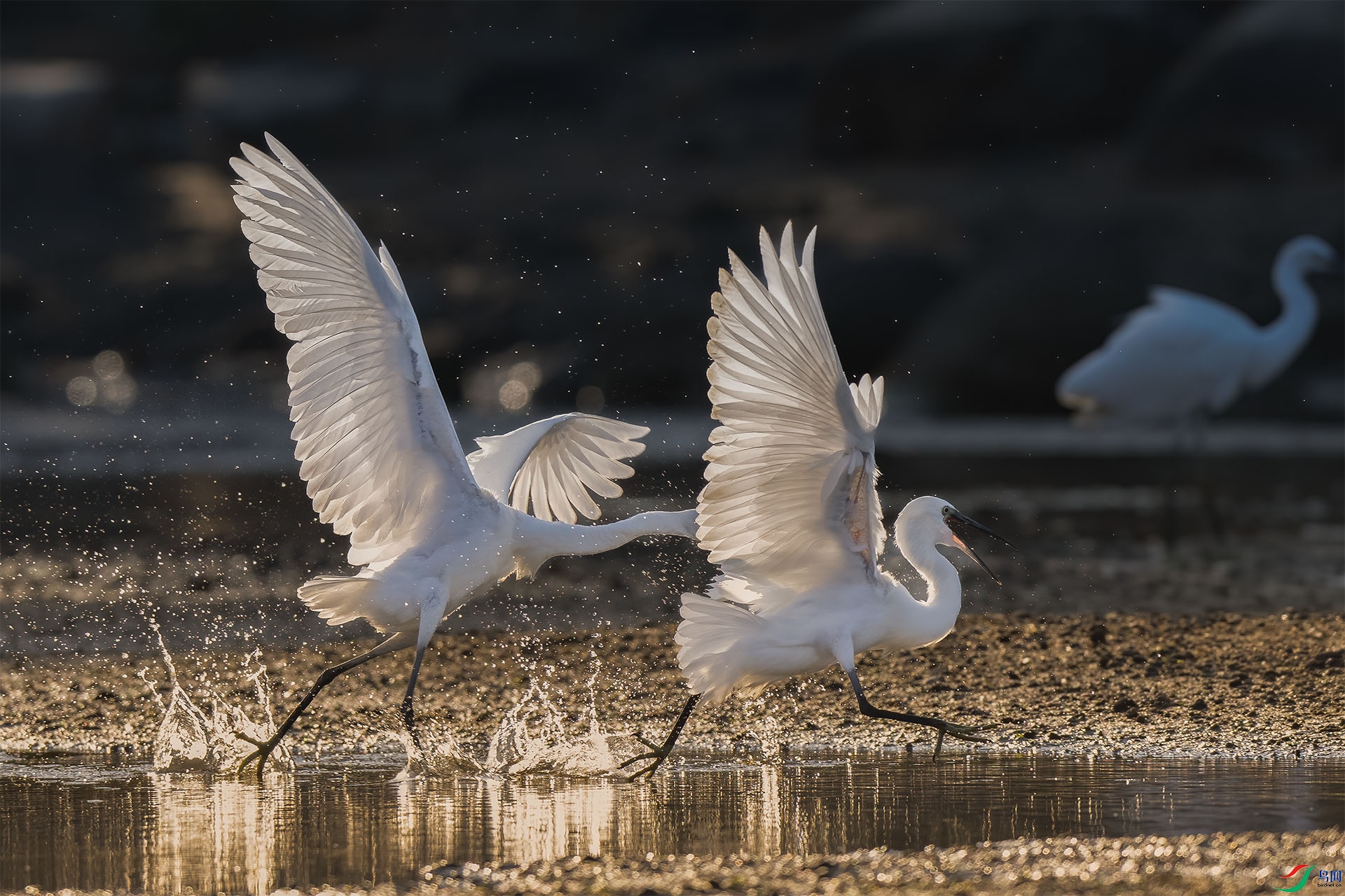 DSC_2040 ����.jpg