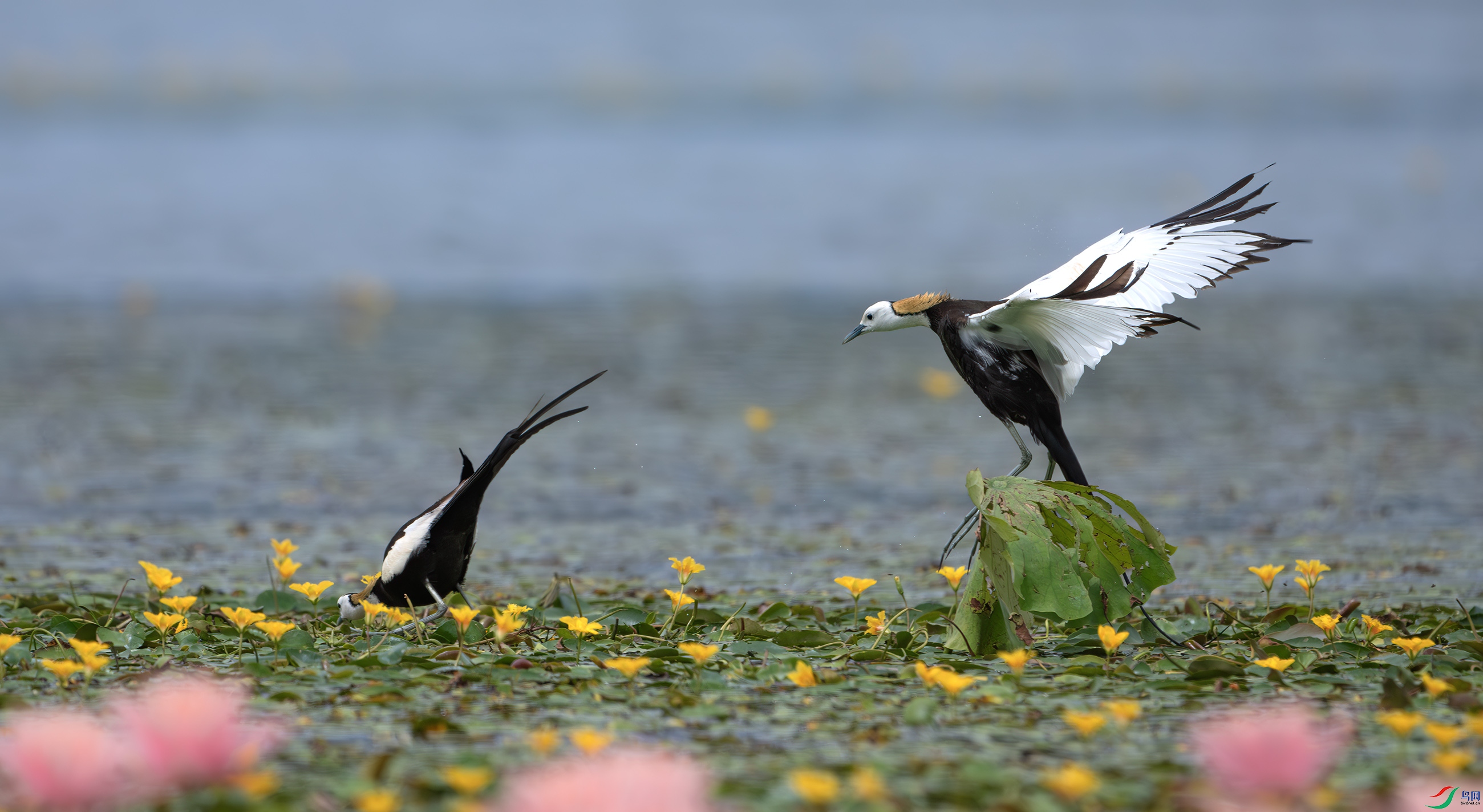DSC_5900-����ǿ-NR.jpg