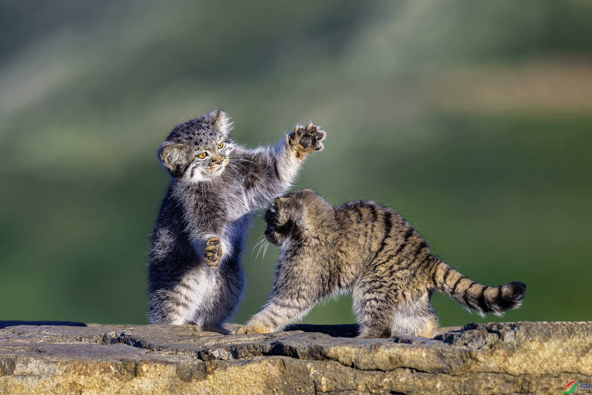 _CYG2844-NEF_DxO_DeepPRIMEXD ����.jpg