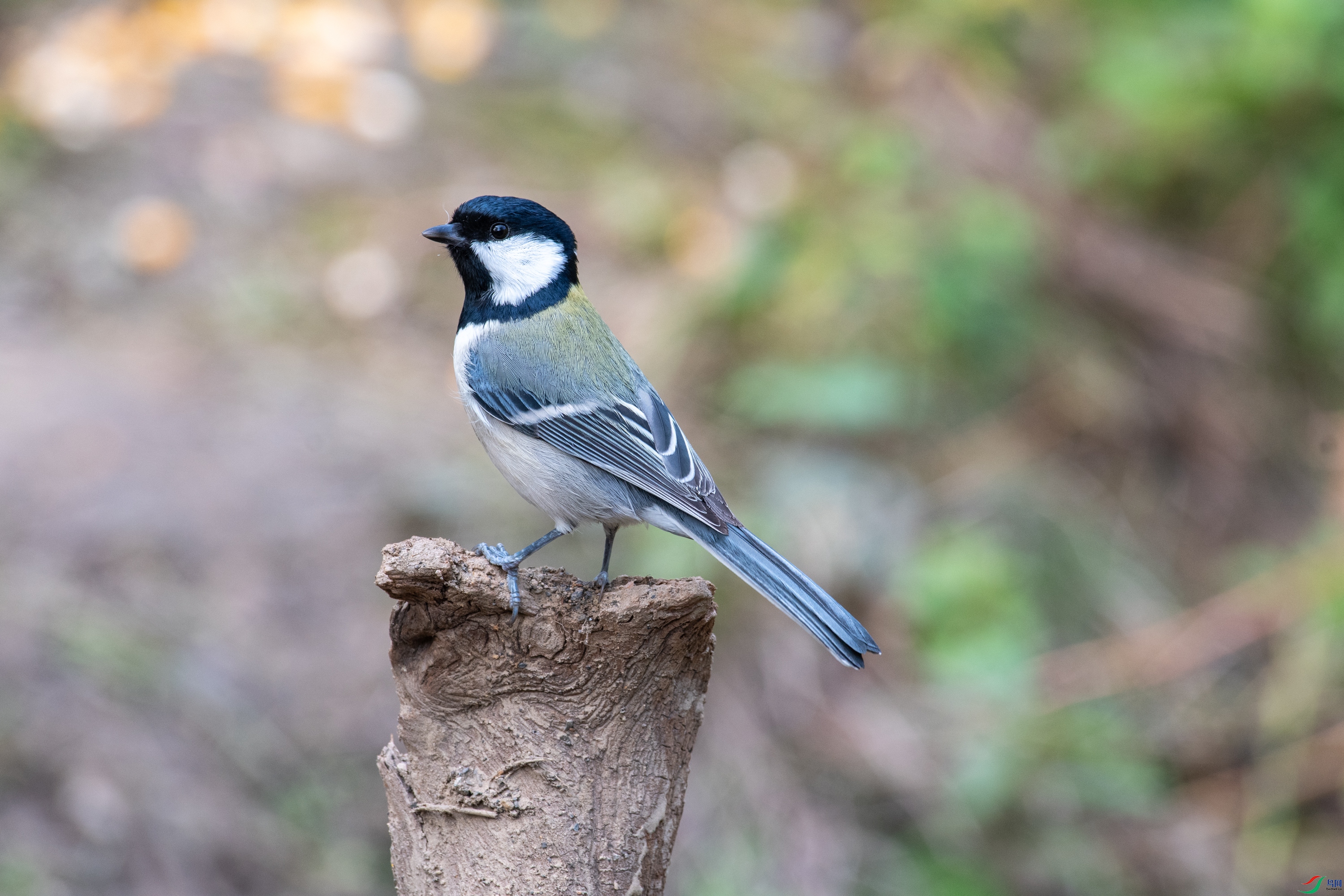 DSC_2596.jpg