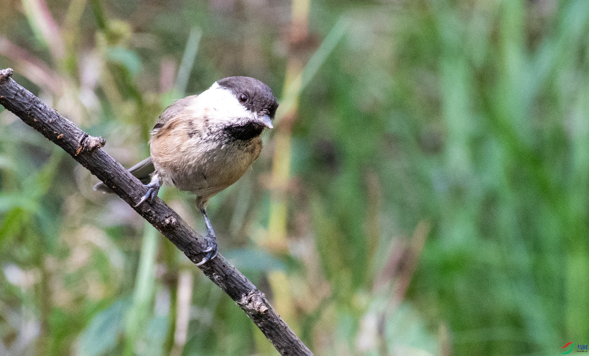 DSC_2042.jpg