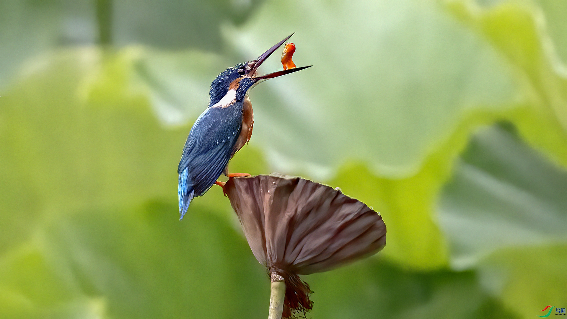 DSC_8926-.jpg