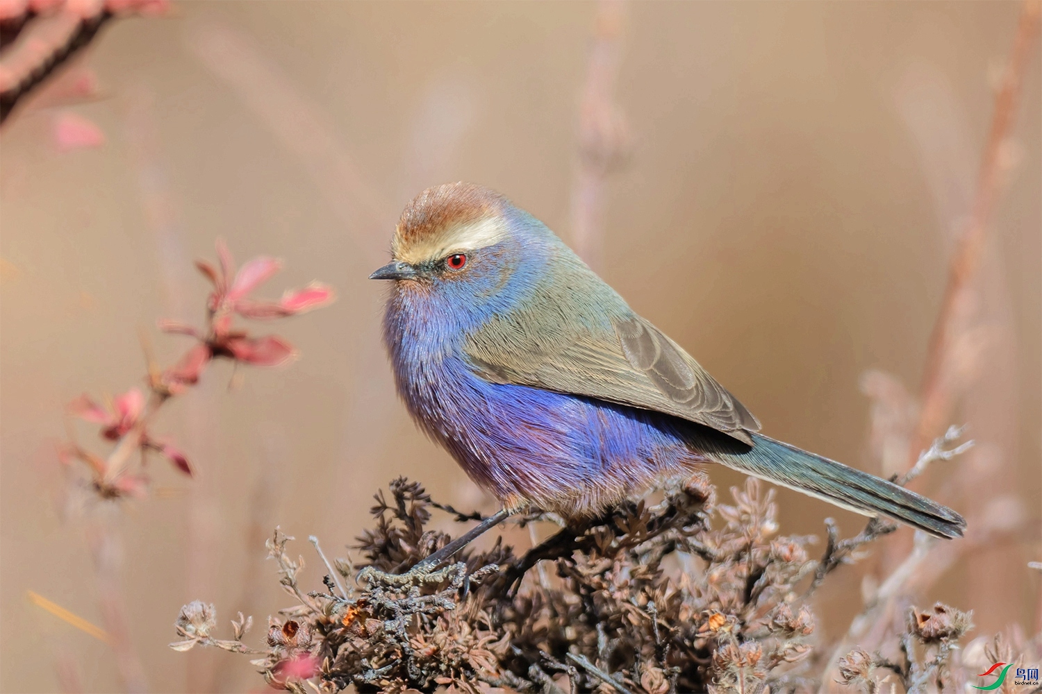 DSC_2122.jpg