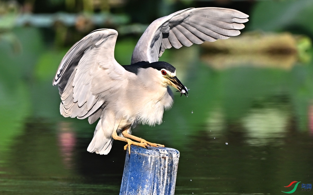 DSC_2820 - ����.JPG