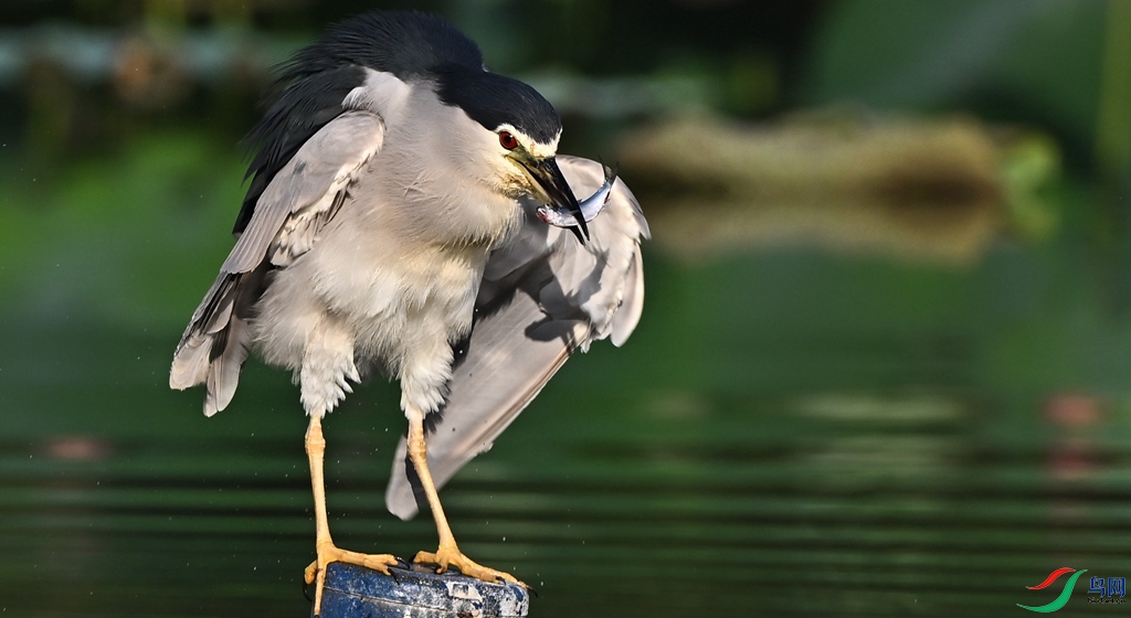 DSC_2849 - ����.JPG