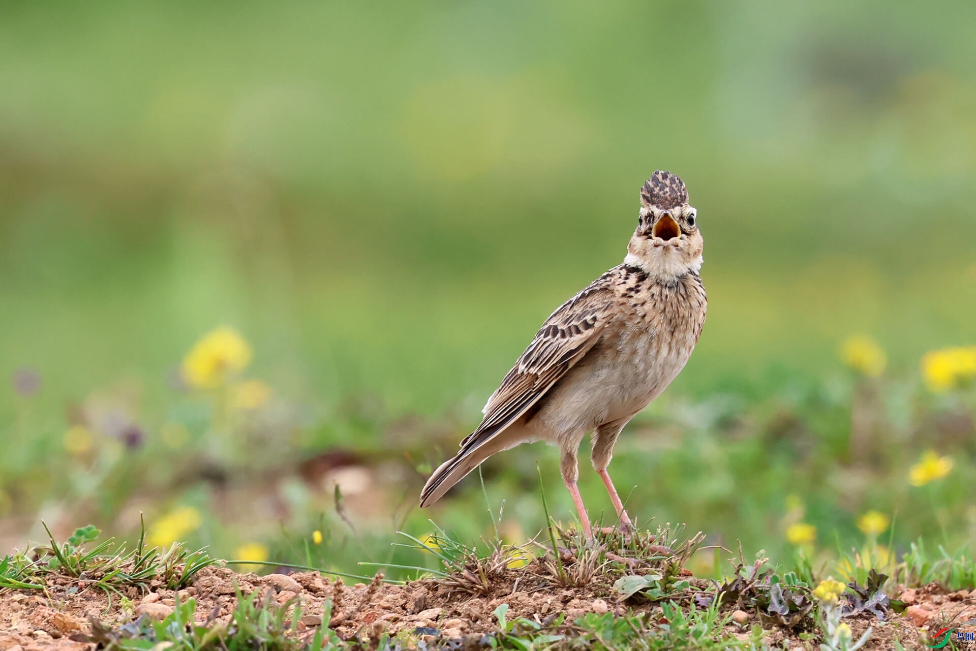 6H7A5928 Oriental Skylark 20240728 Diqing Napa Lake a.jpg