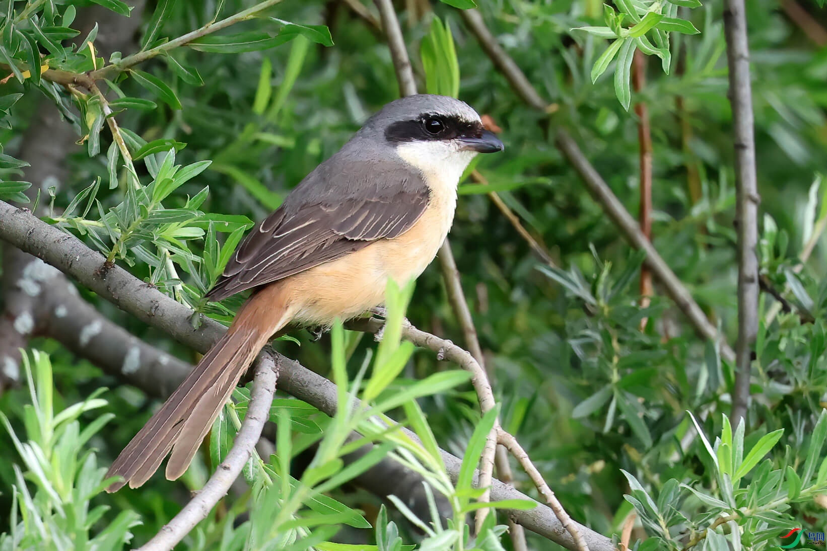 �ұ�����