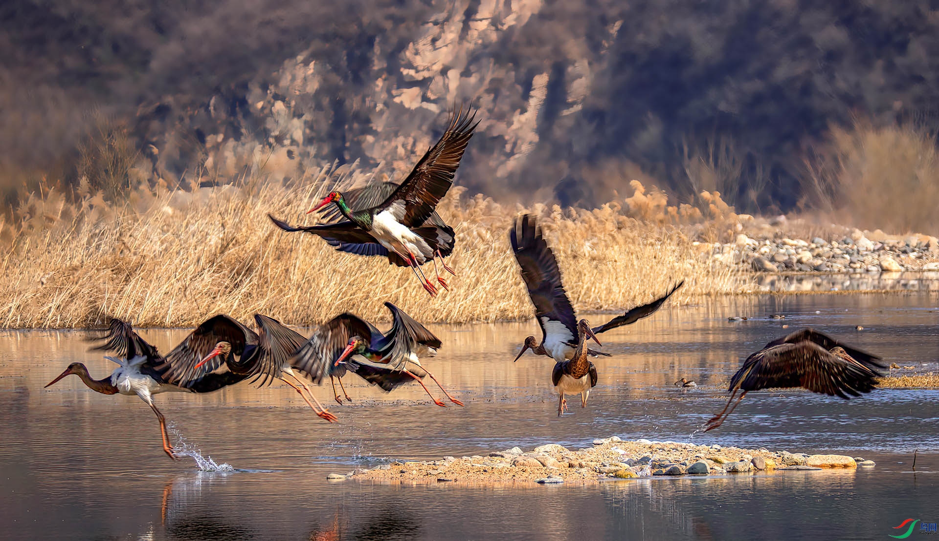 407A9366 ����-Sha-----1  .jpg