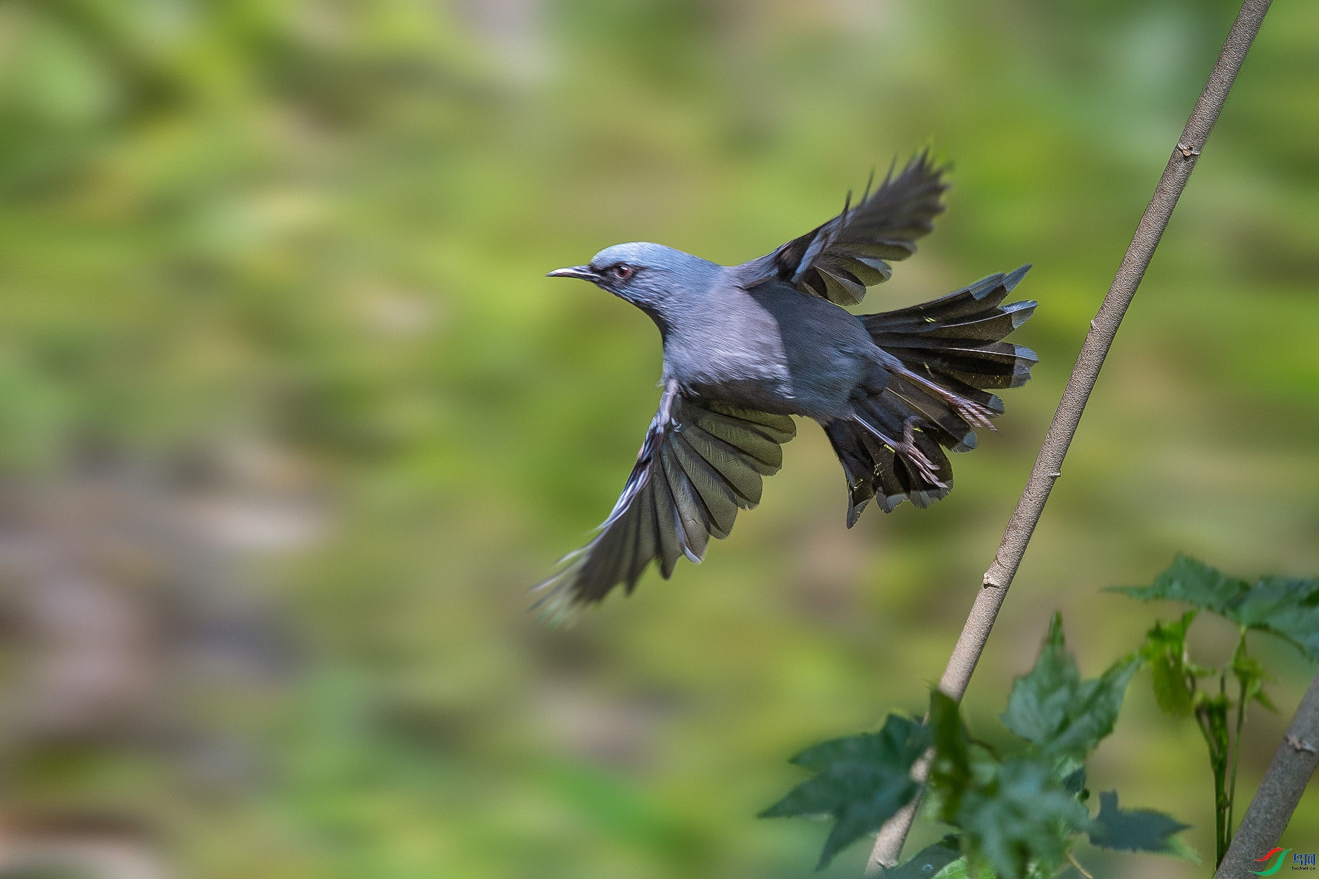 DSC_9853.jpg