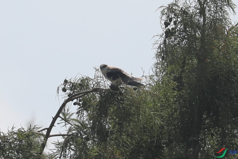 BL7A1387.JPG